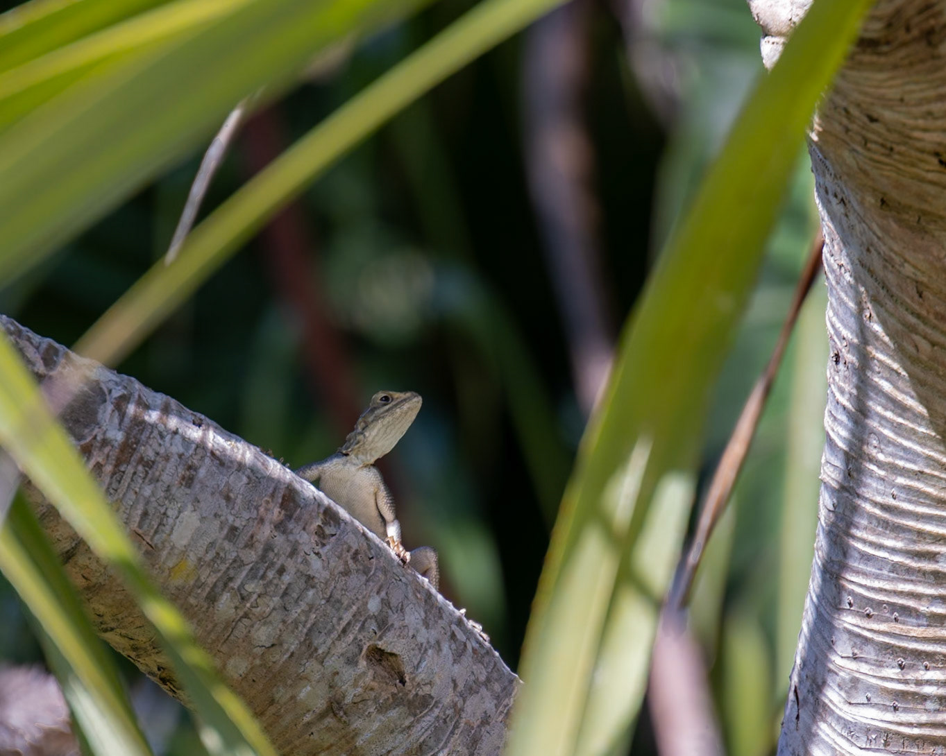 McKee Botanical Garden, Vero Beach FL