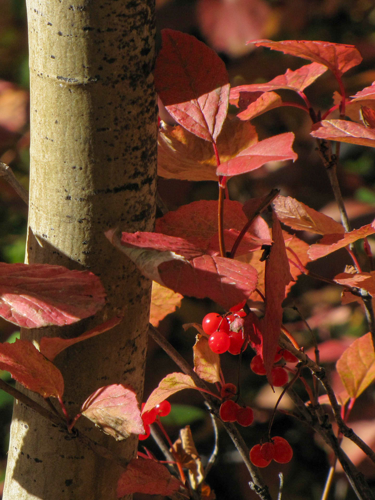 Hyland Ranch, Telegraph Creek BC CA