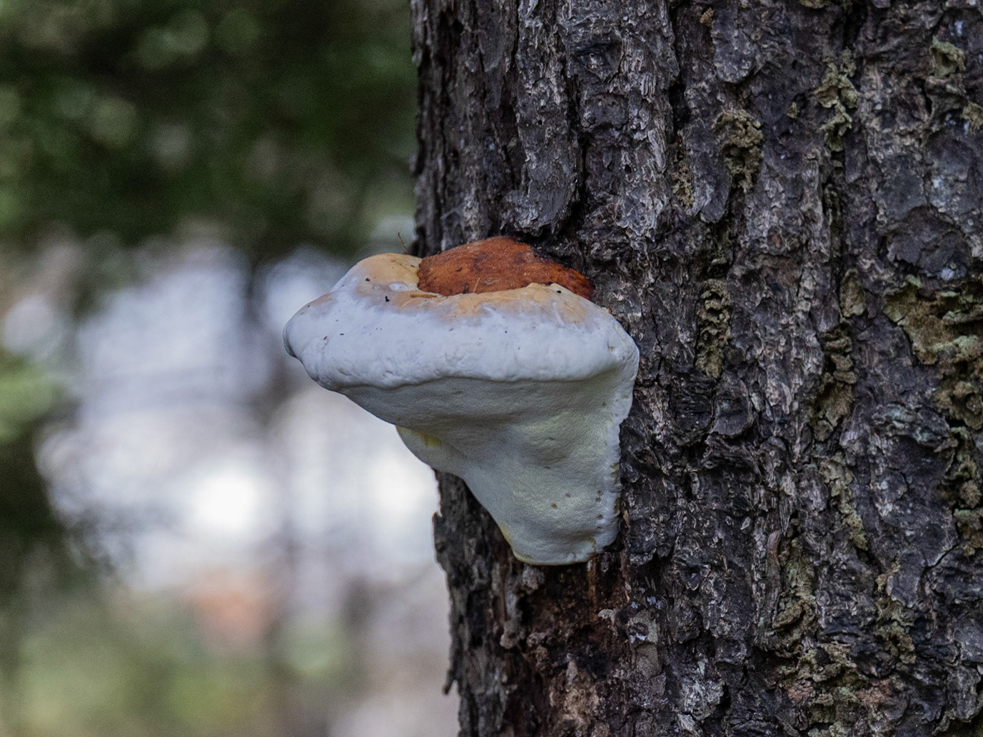 Hunters Beach Trail, ME