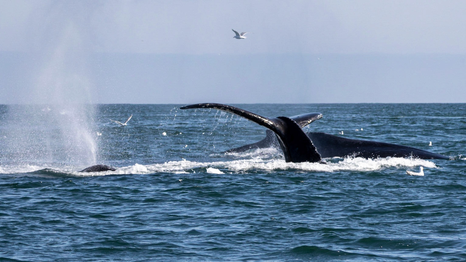Resurrection Bay, AK