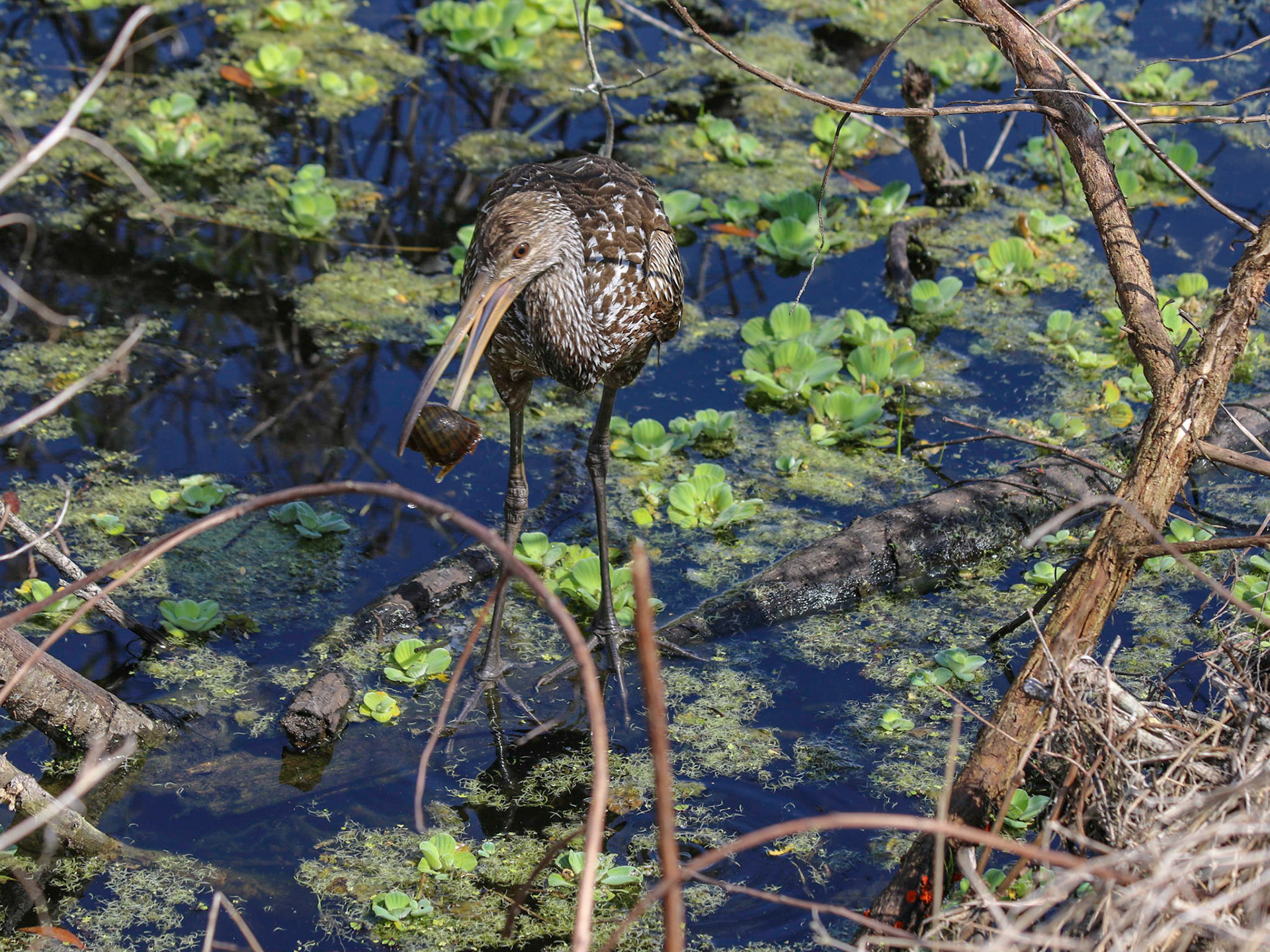 Circle B Bar Reserve, Lakeland FL
