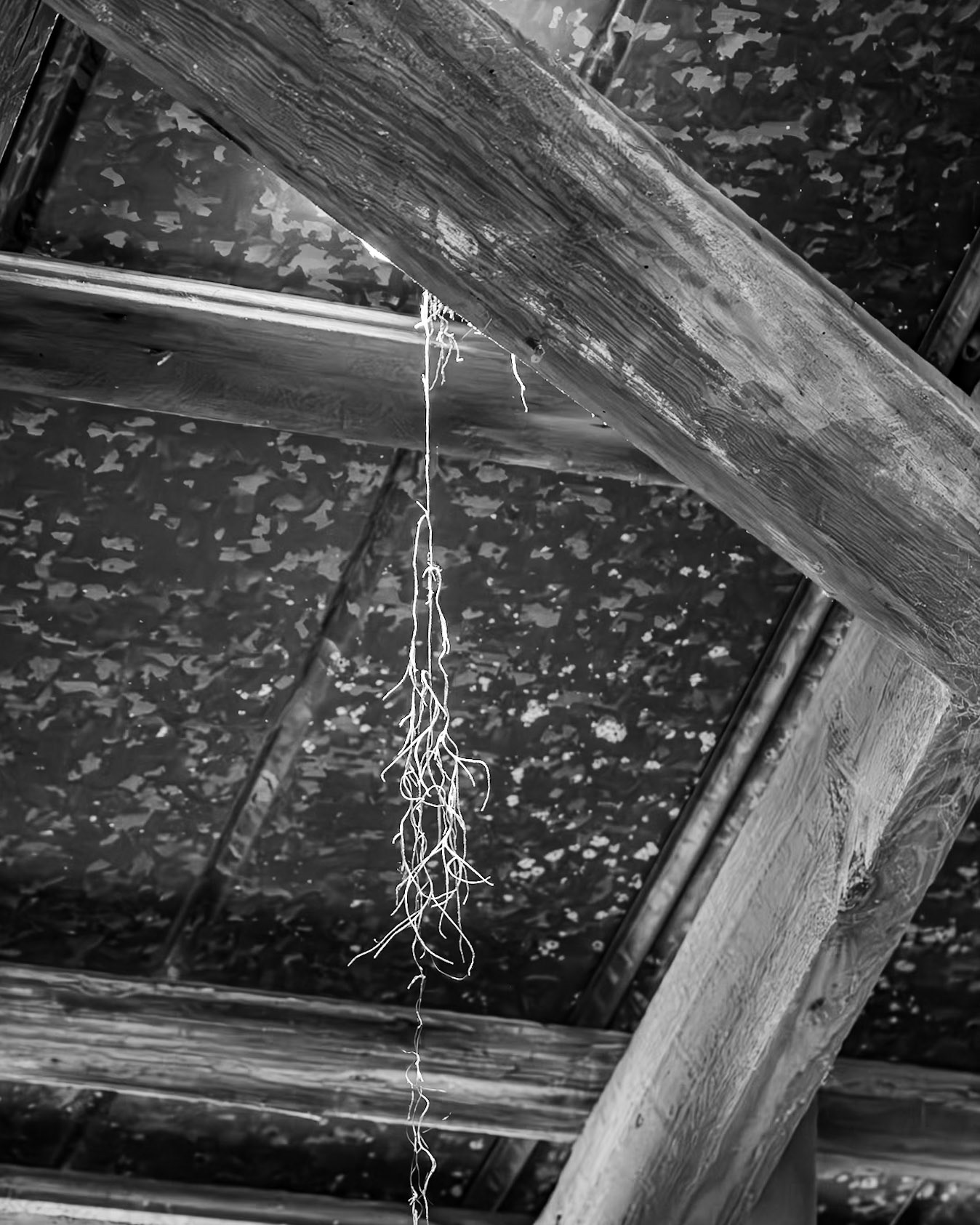 La Chua Boardwalk, Micanopy  FL