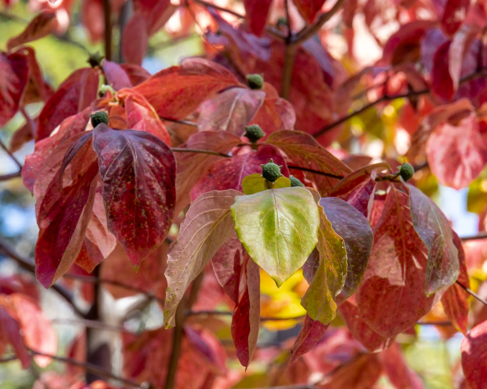 Grant Grove Sequoia NP, CA