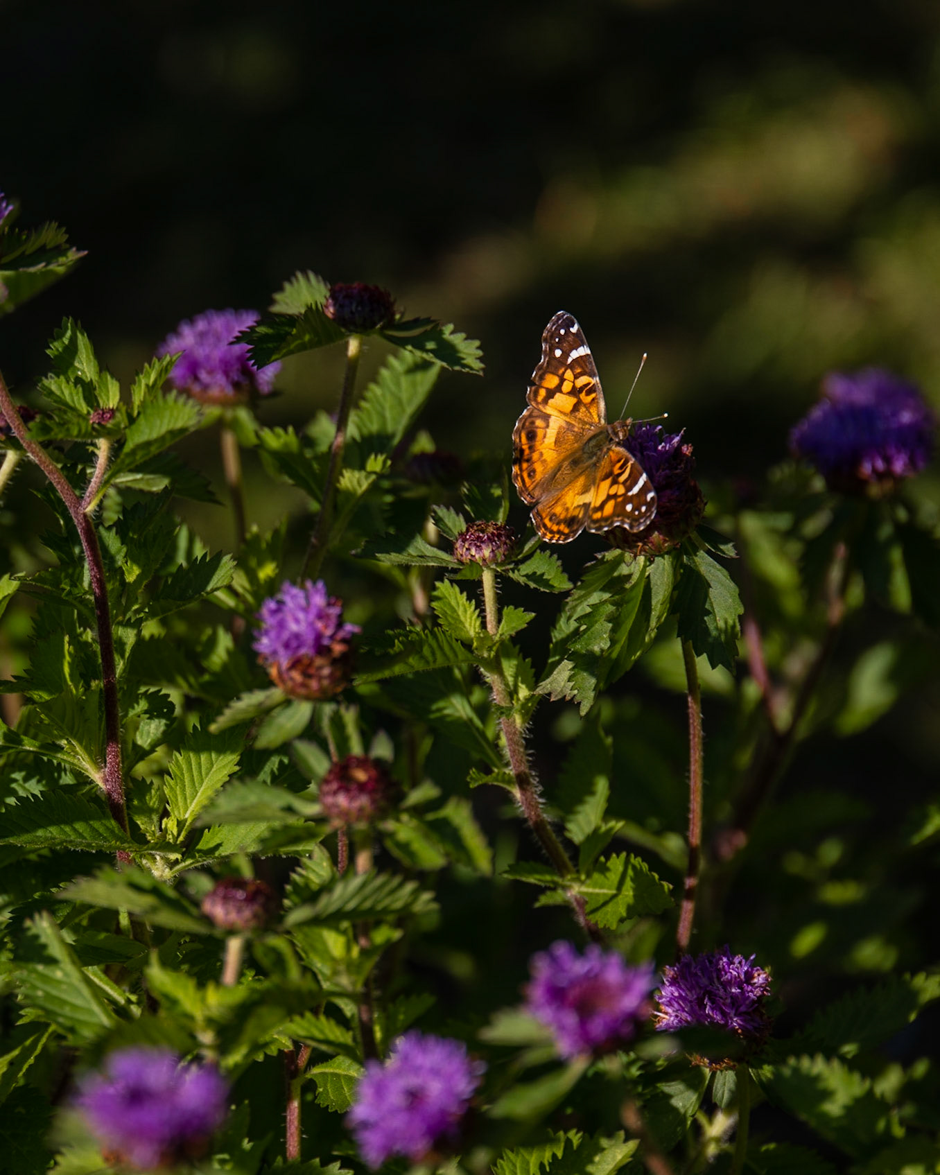 Thuya Garden, Asticou ME