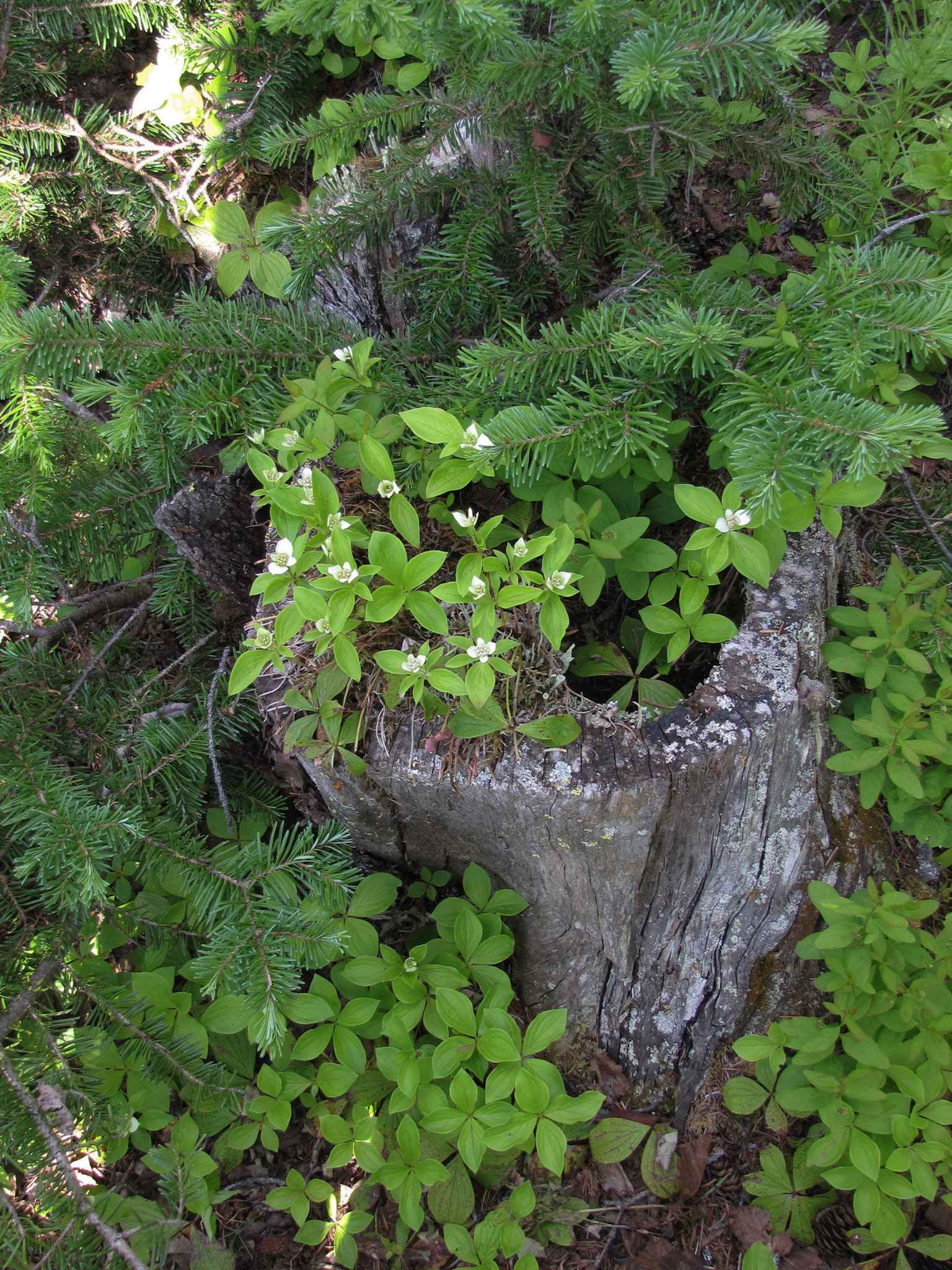 Tatsamenie Lake Camp BC