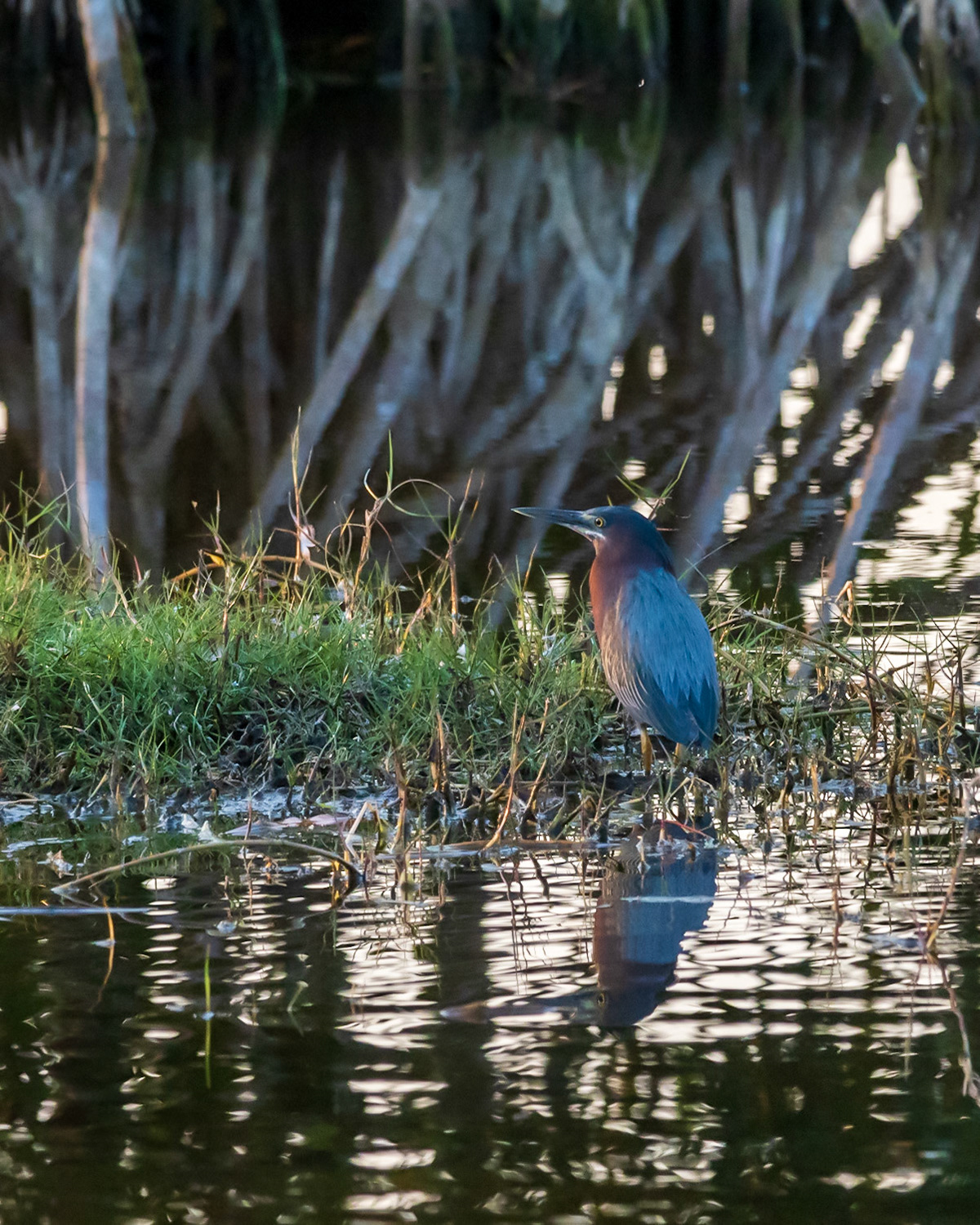 10,000 Islands Marsh Walk, FL
