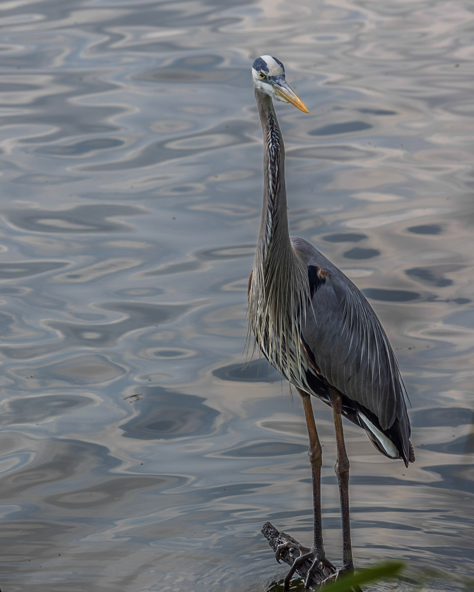 Circle B Bar Reserve FL