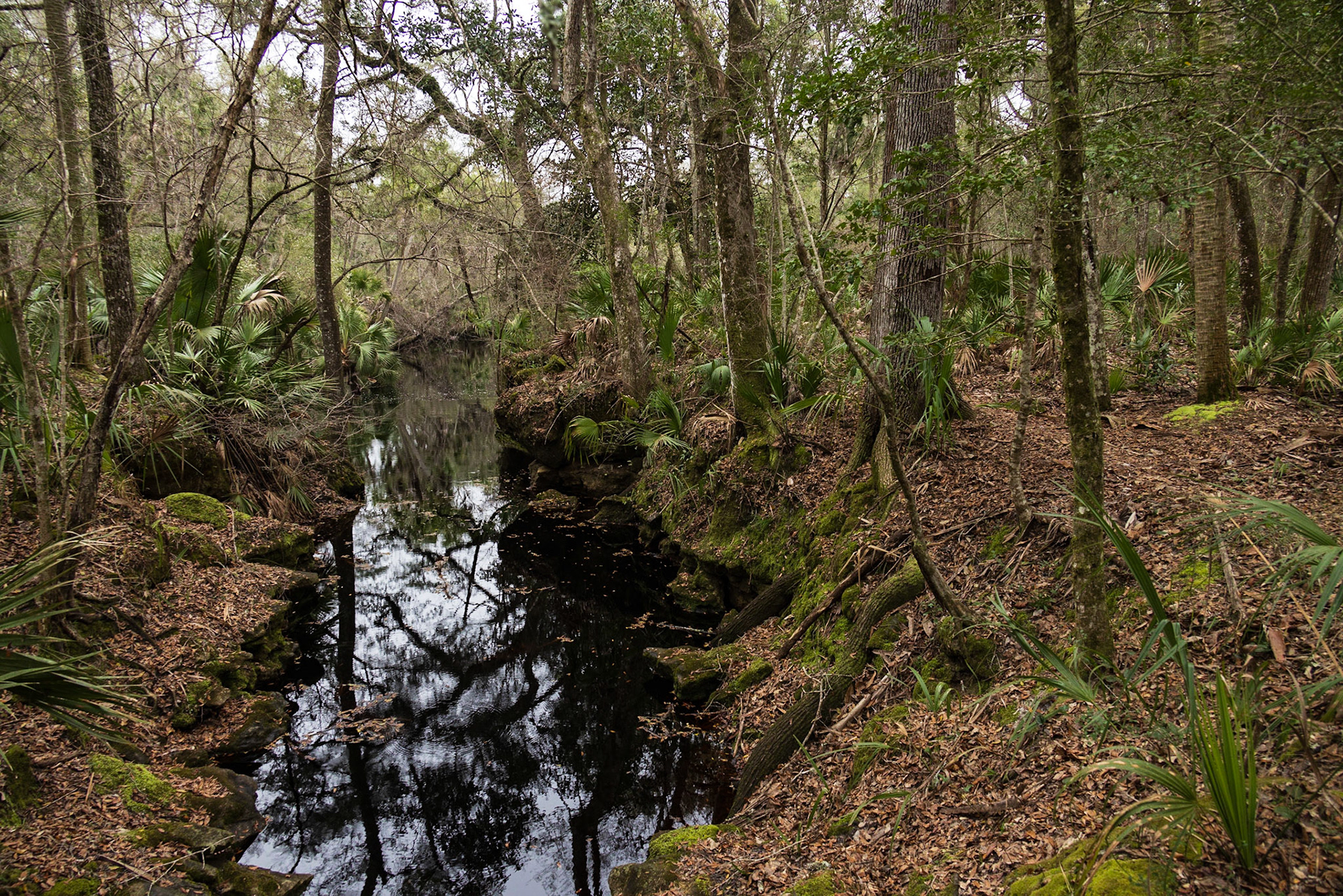 Aucilla River, Goose Pasture Road, FL