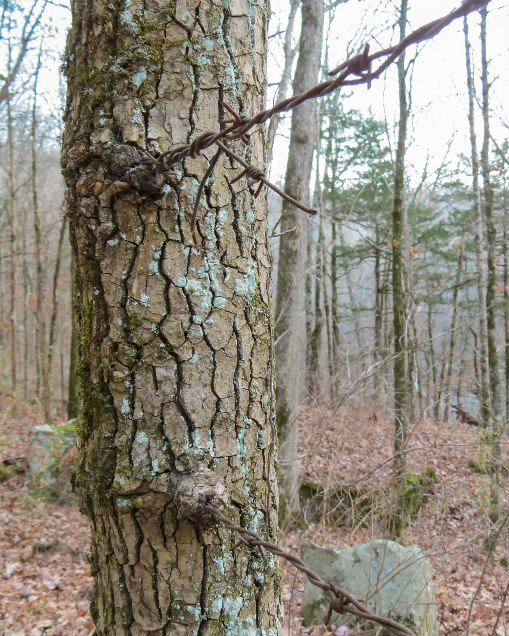 Richland Creek Rec Area, Marshall AR