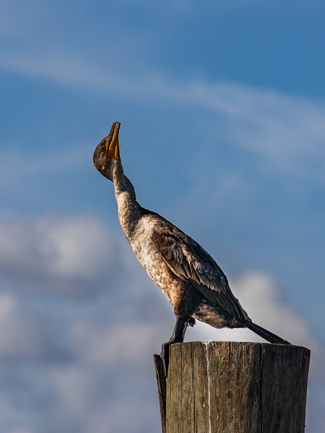 David and Jane, Punta Gorda, FL