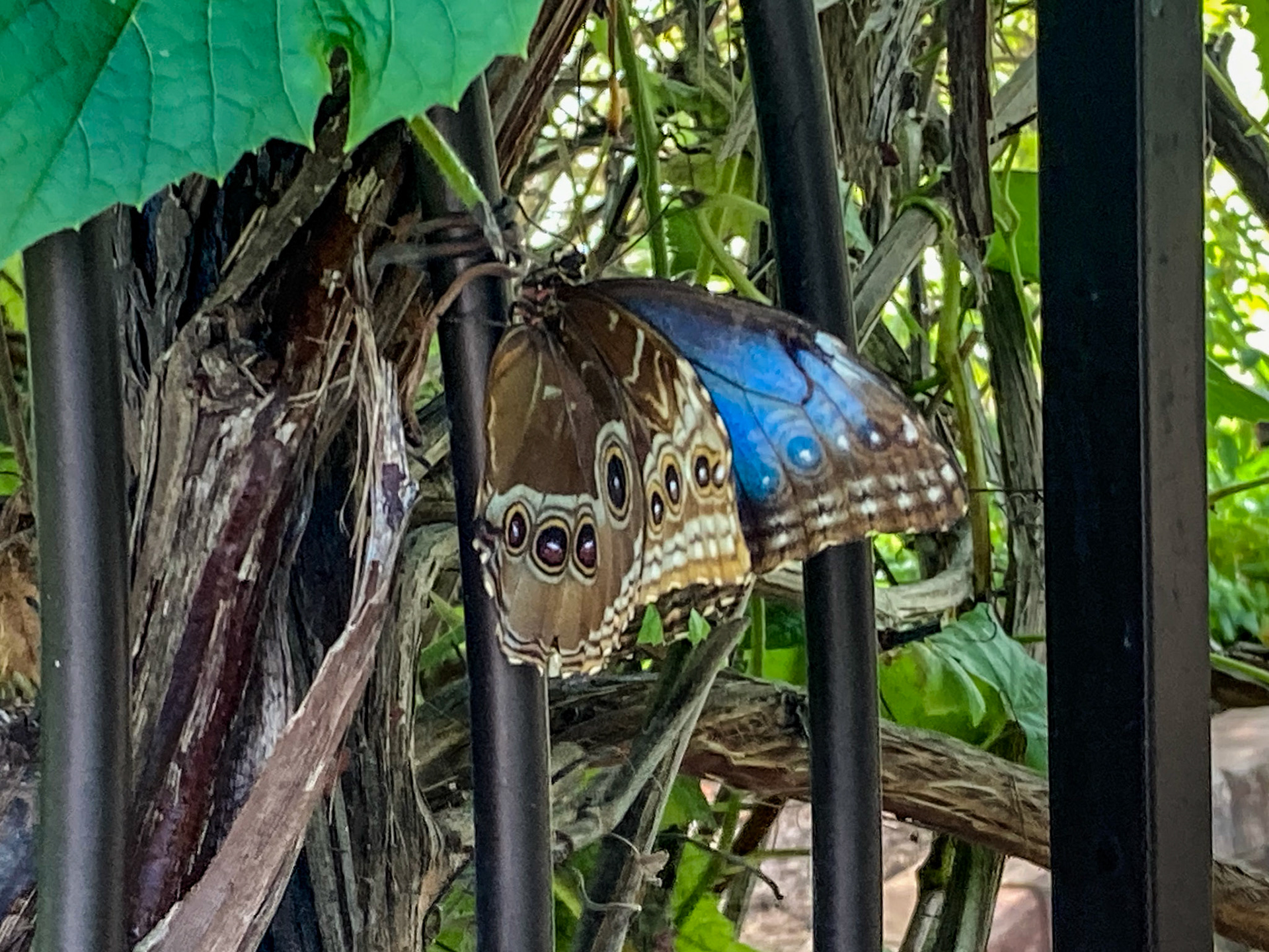 Newfoundland Insectatorium, Reidville, NL