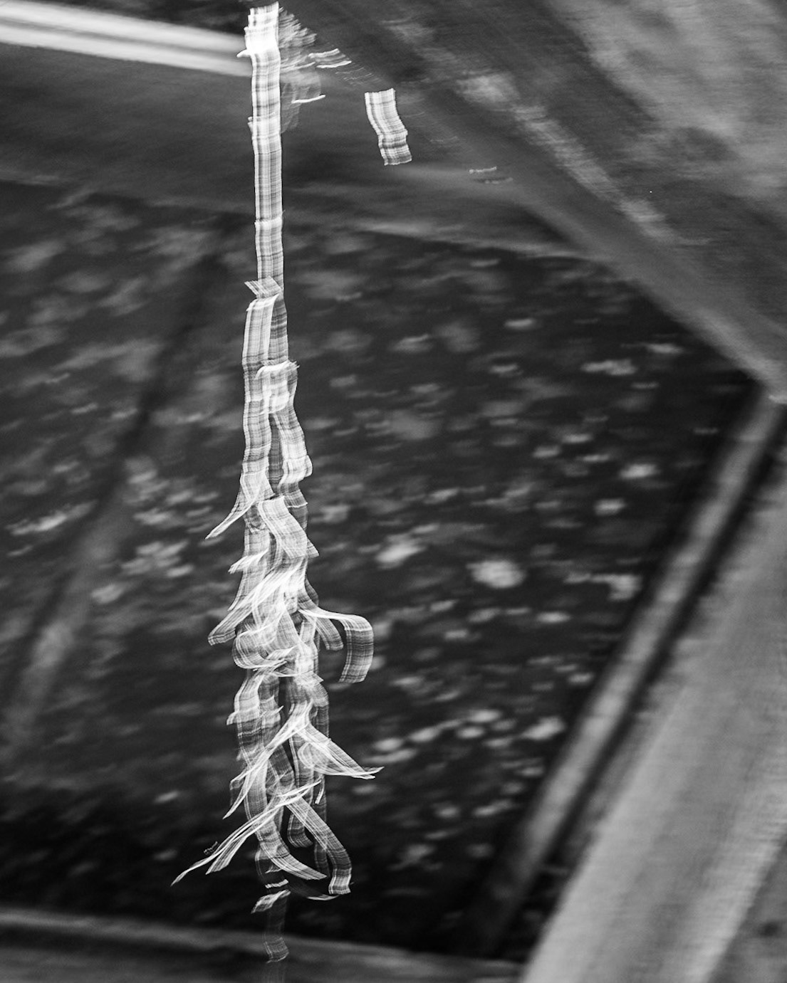 La Chua Boardwalk, Micanopy  FL
