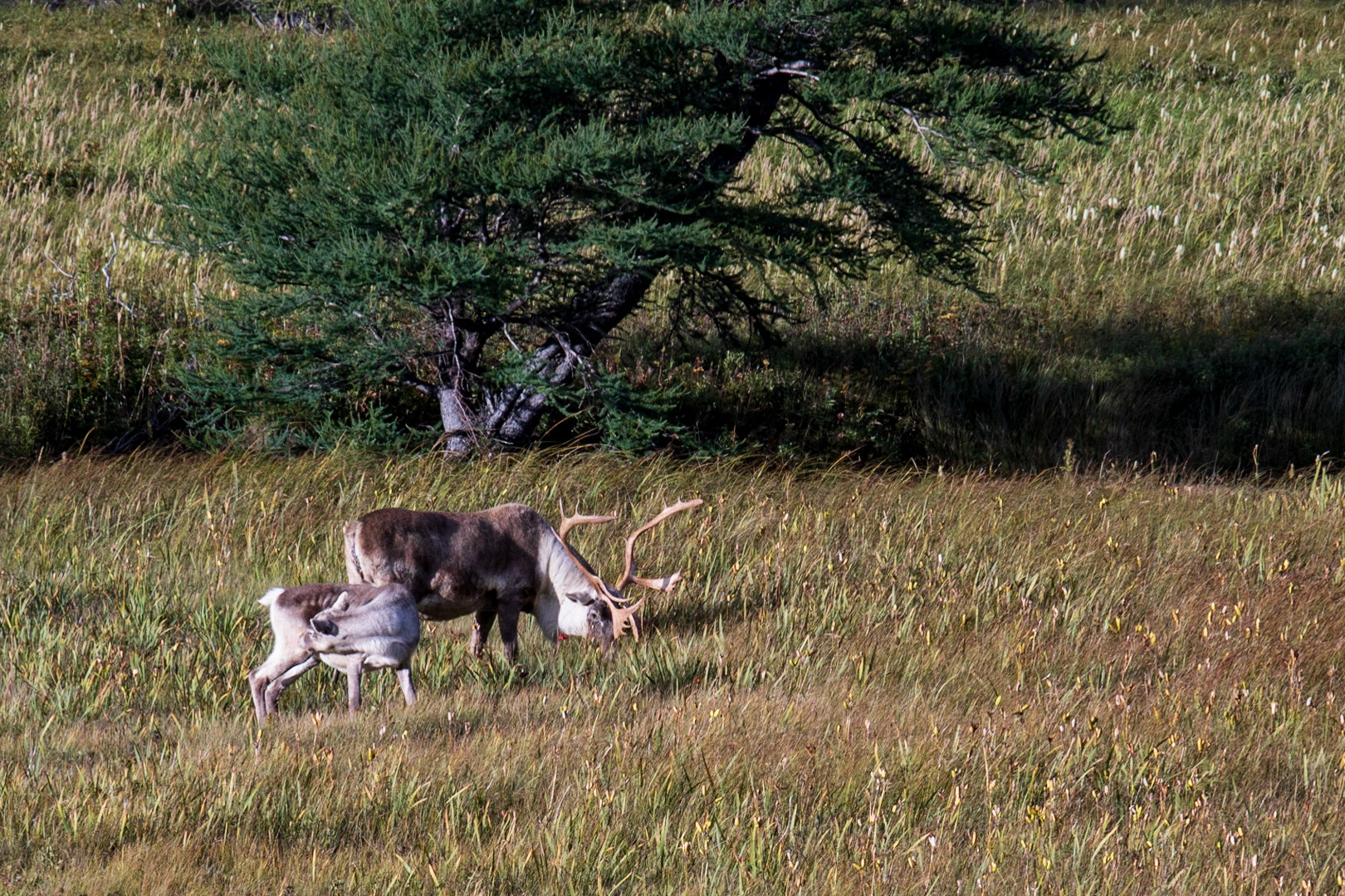 Bonne Bay Roadside, NL