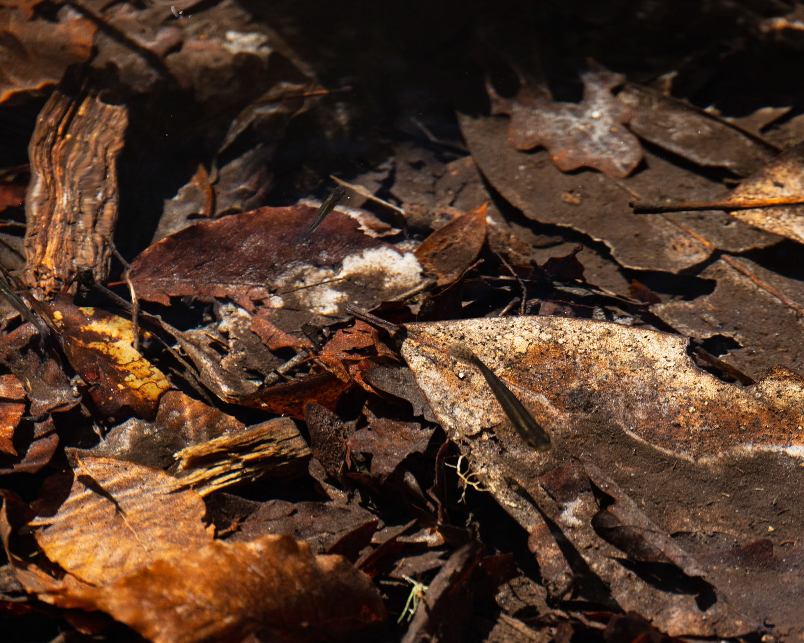 Leon Sinks Geological Area, FL