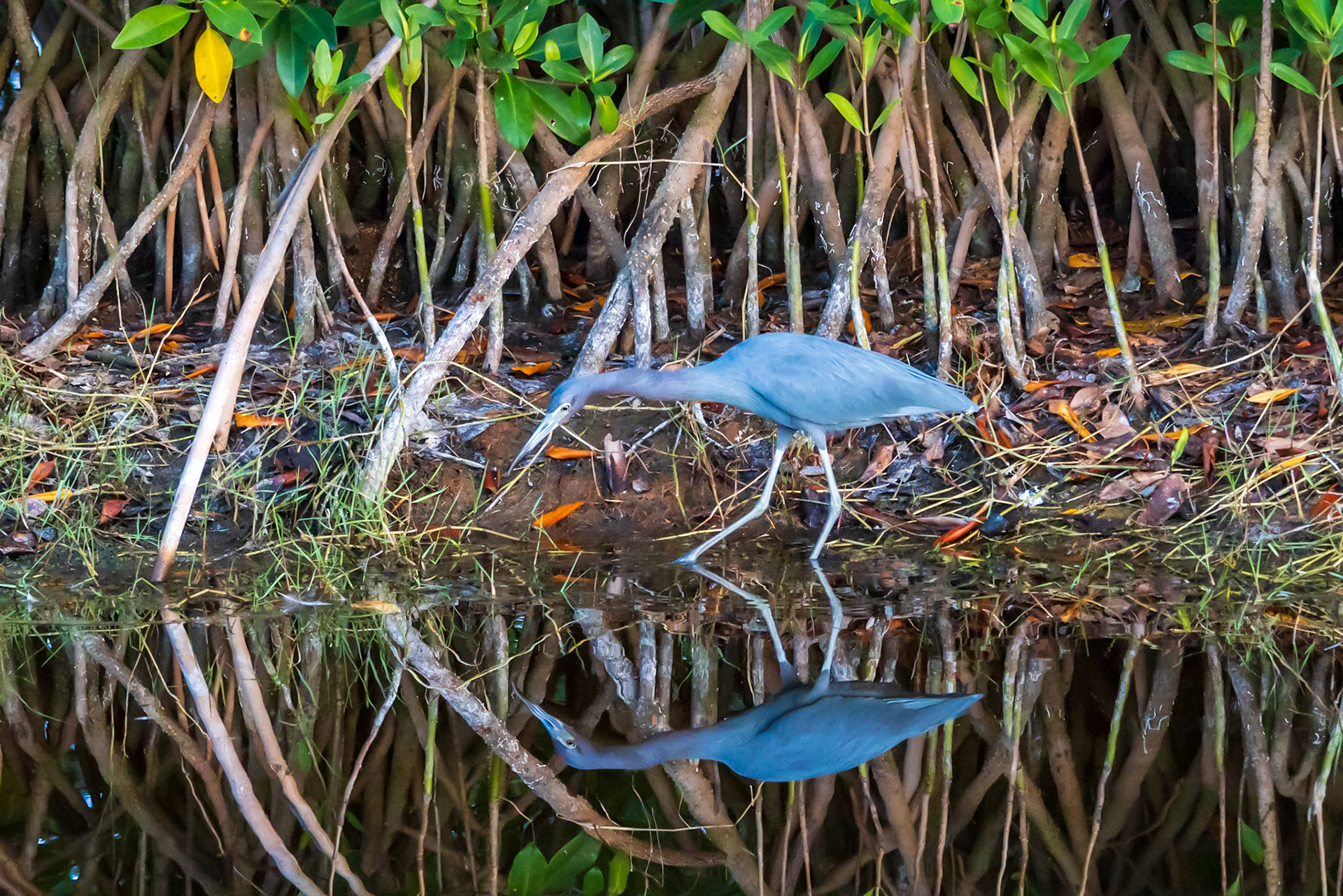 10,000 Islands Marsh Walk, FL