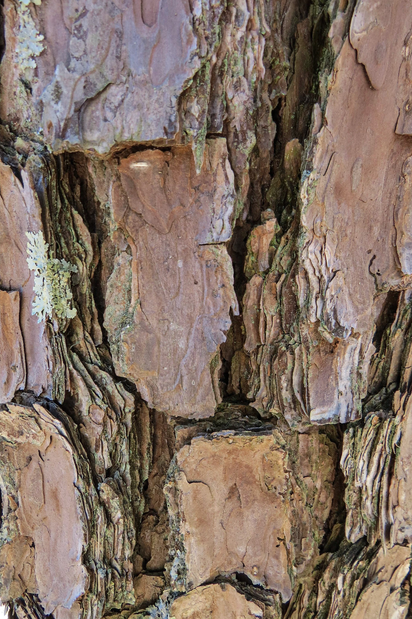 Pedestal Rocks Scenic Area, Ben Hur AR