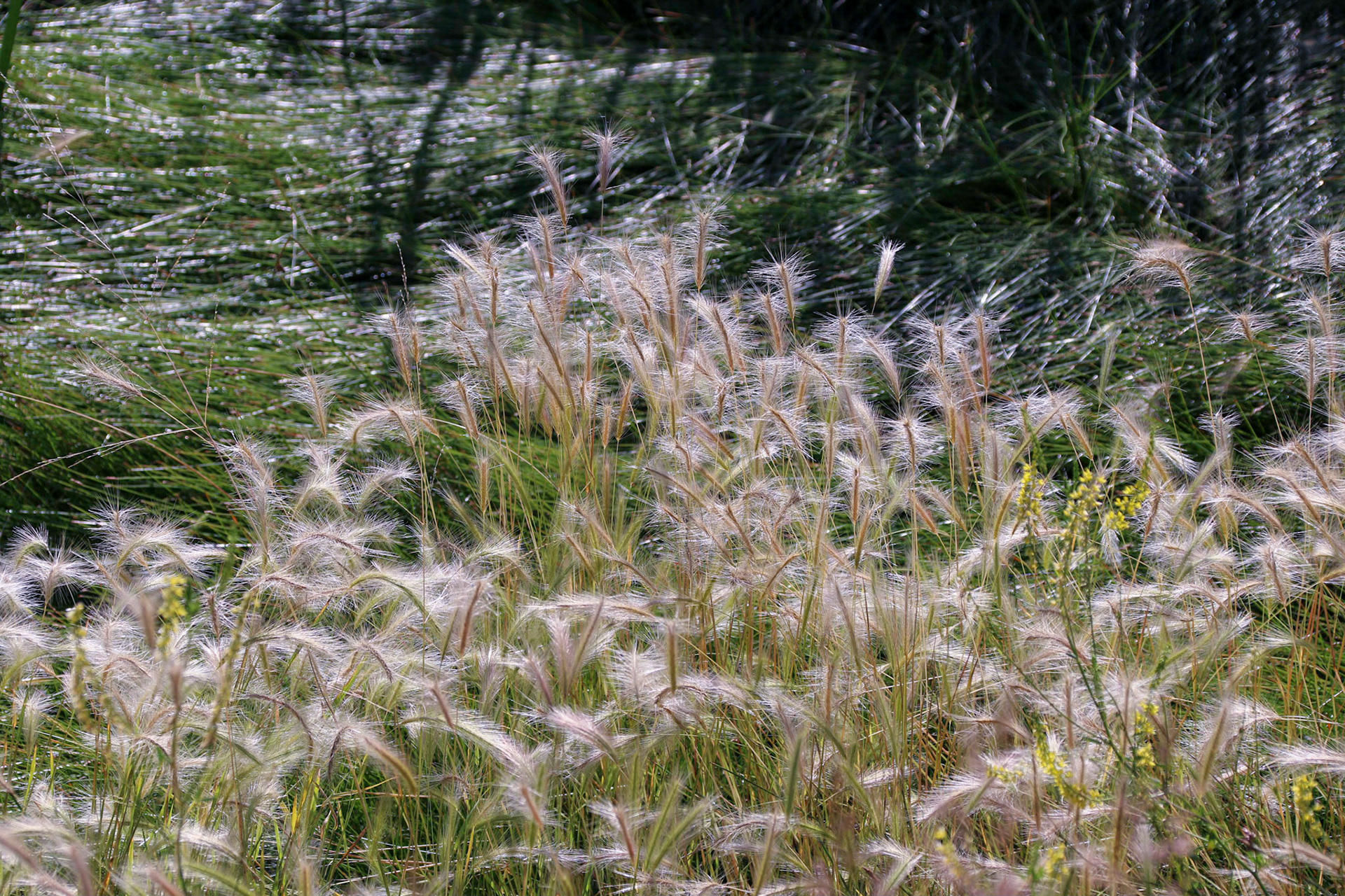 Wickham Gulch CG, MT