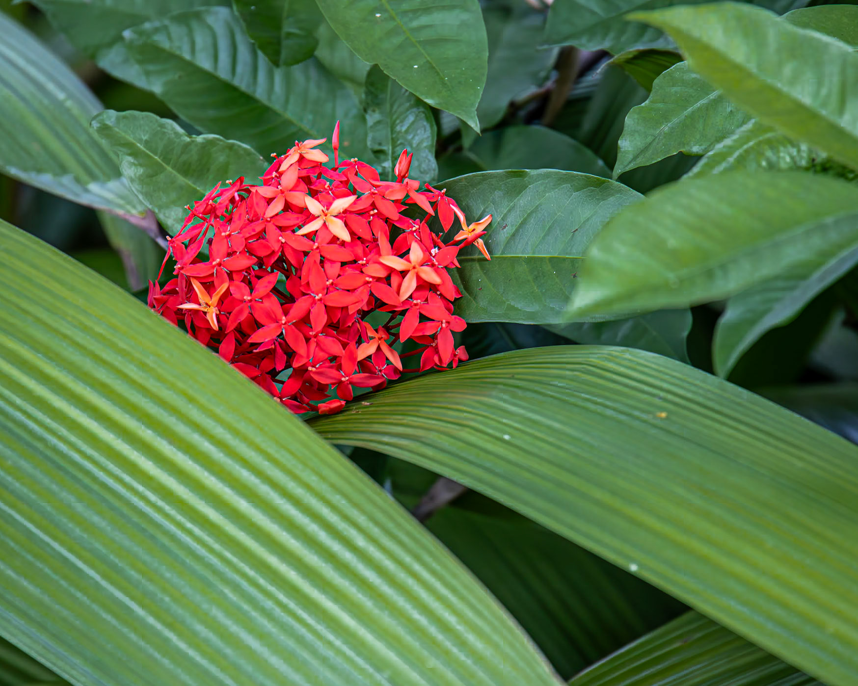 Naples Botanical Garden FL