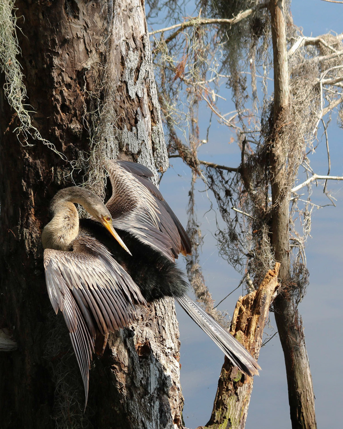 Circle B Bar Reserve, Lakeland FL