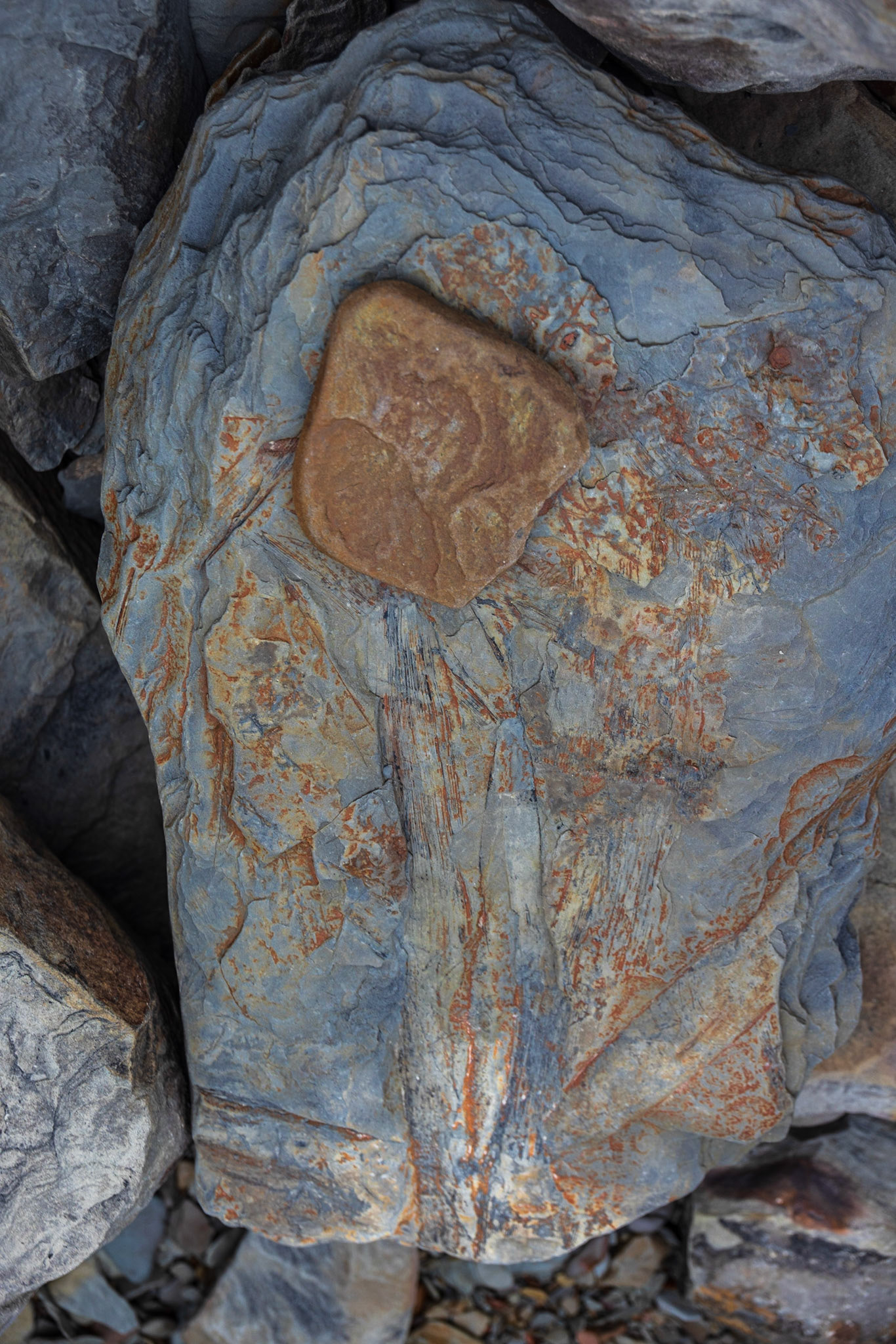 Joggins Fossil Cliffs,