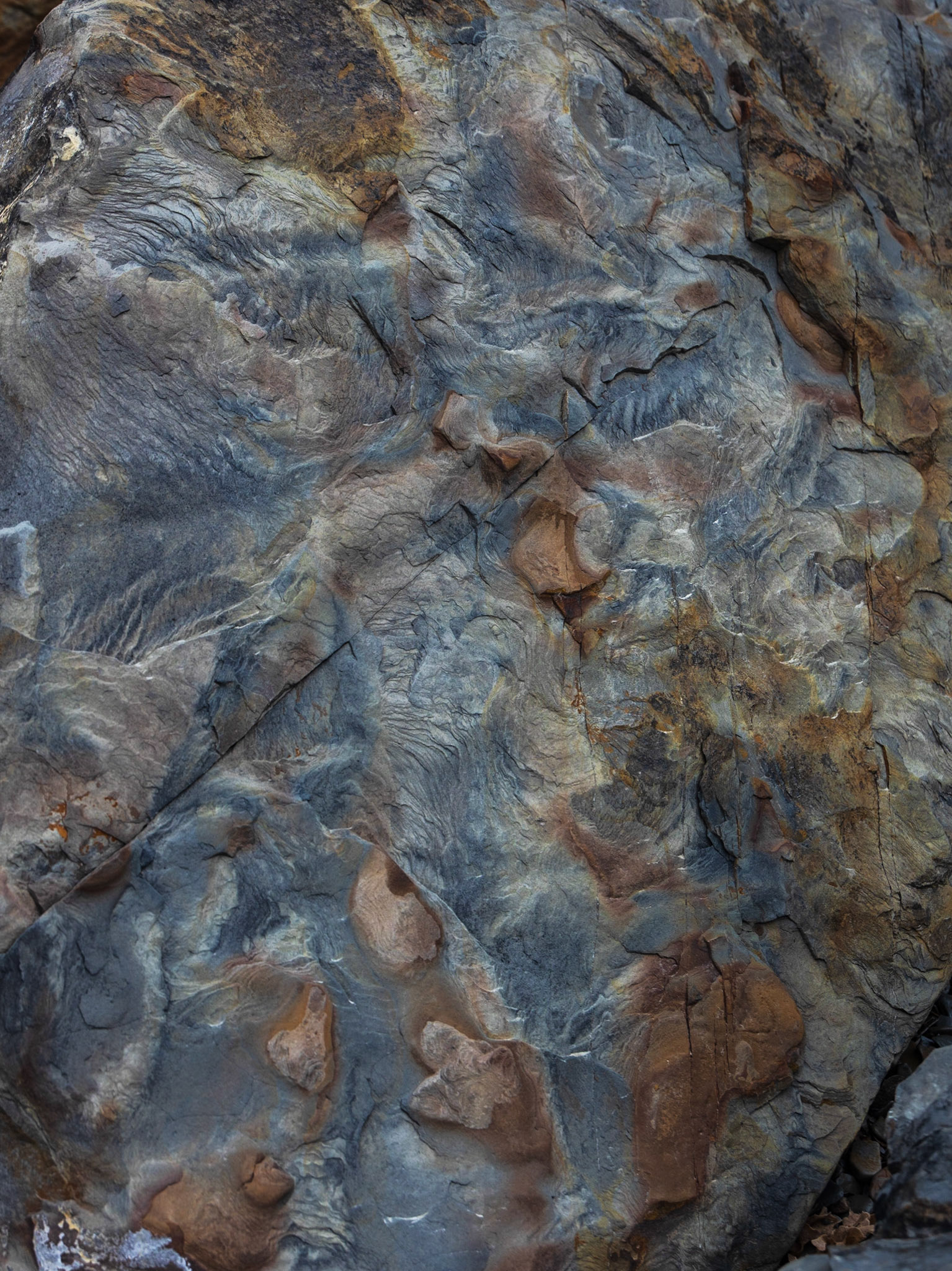 Joggins Fossil Cliffs, NS Canada