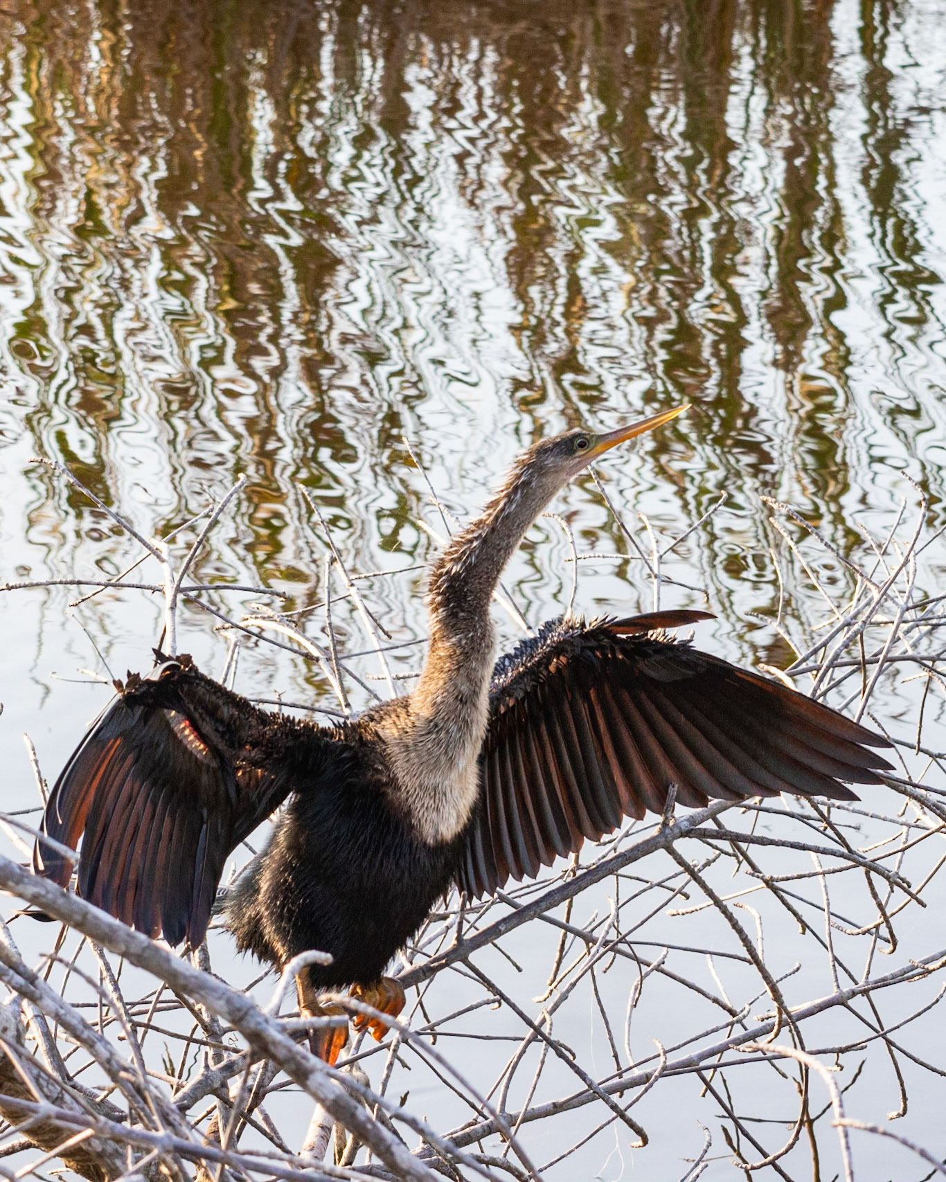 10,000 Islands Marsh Walk, FL