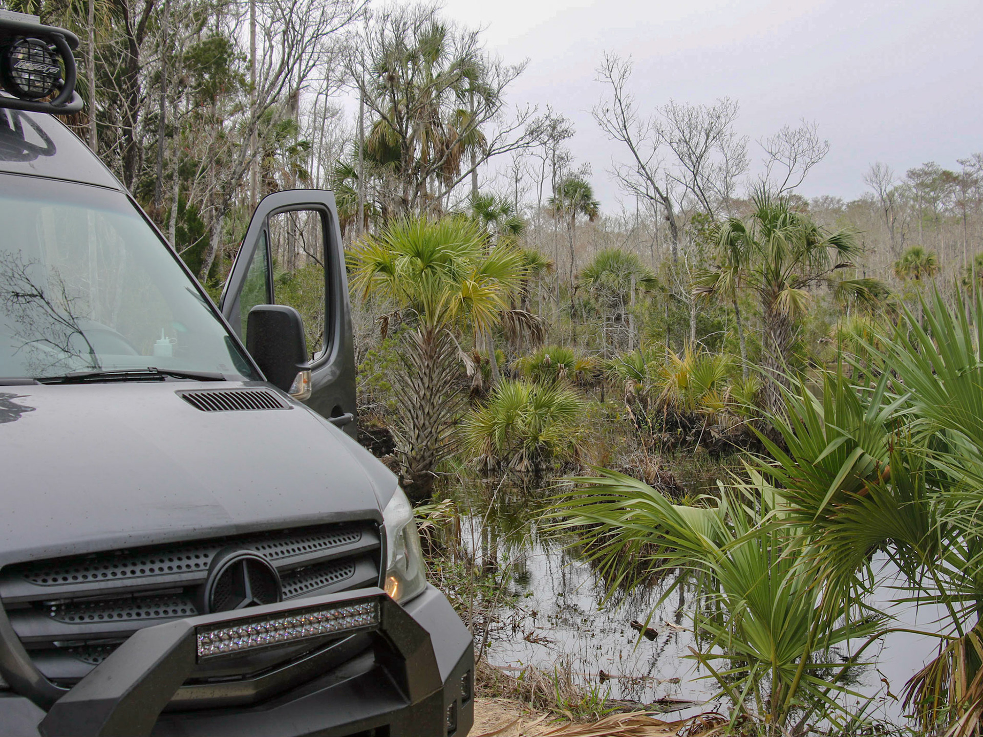 Big Bend WMA, Steinhatchee FL