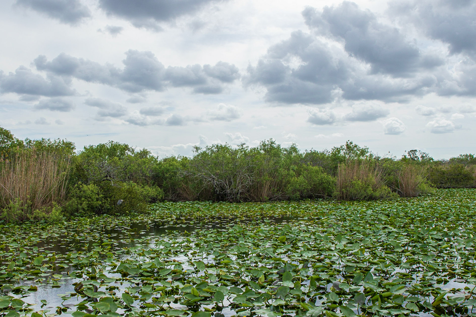 Anhinga Trail