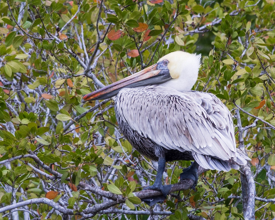 10,000 Islands Marsh Trail, Naples FL