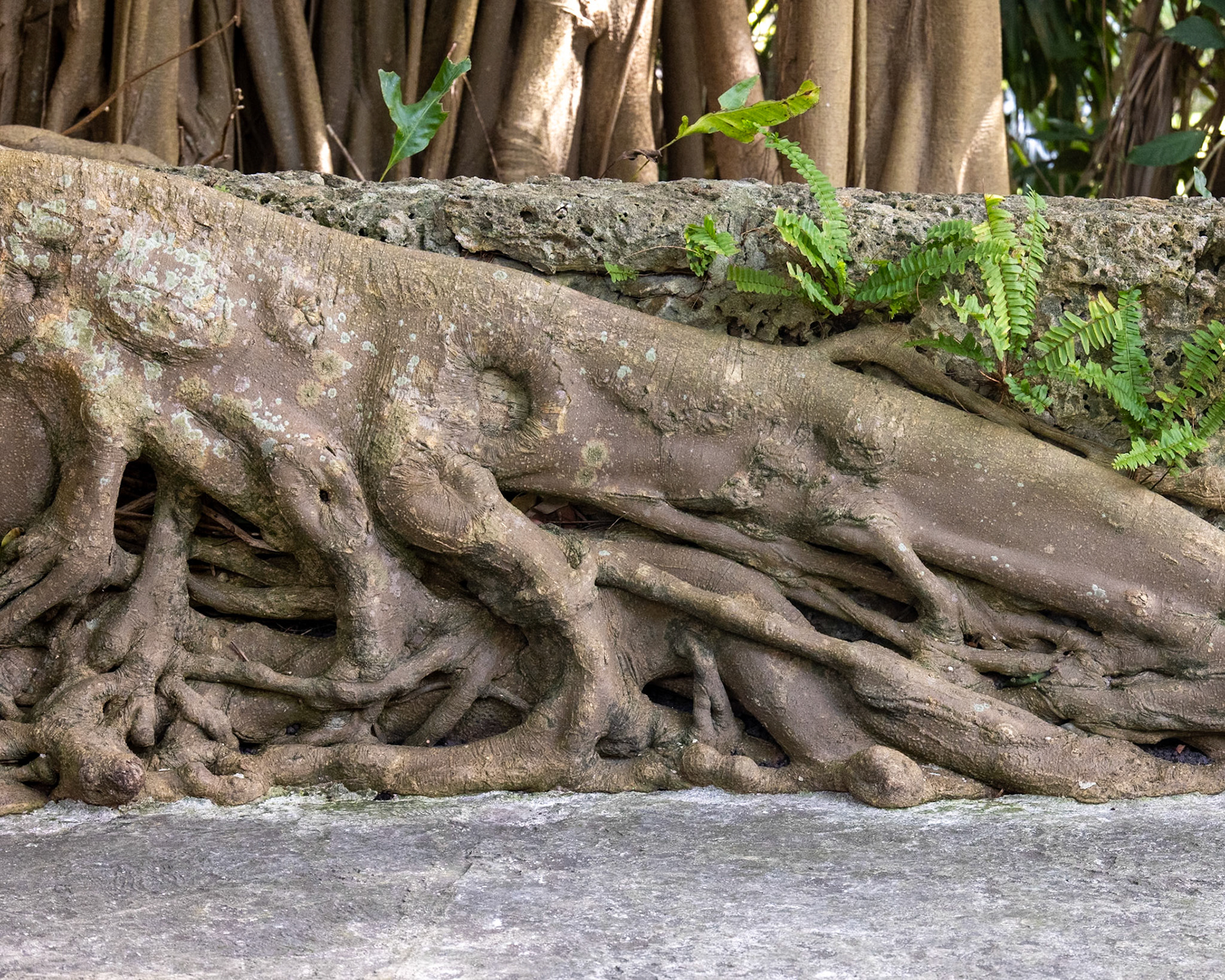 The Kampong, Coral Gables FL