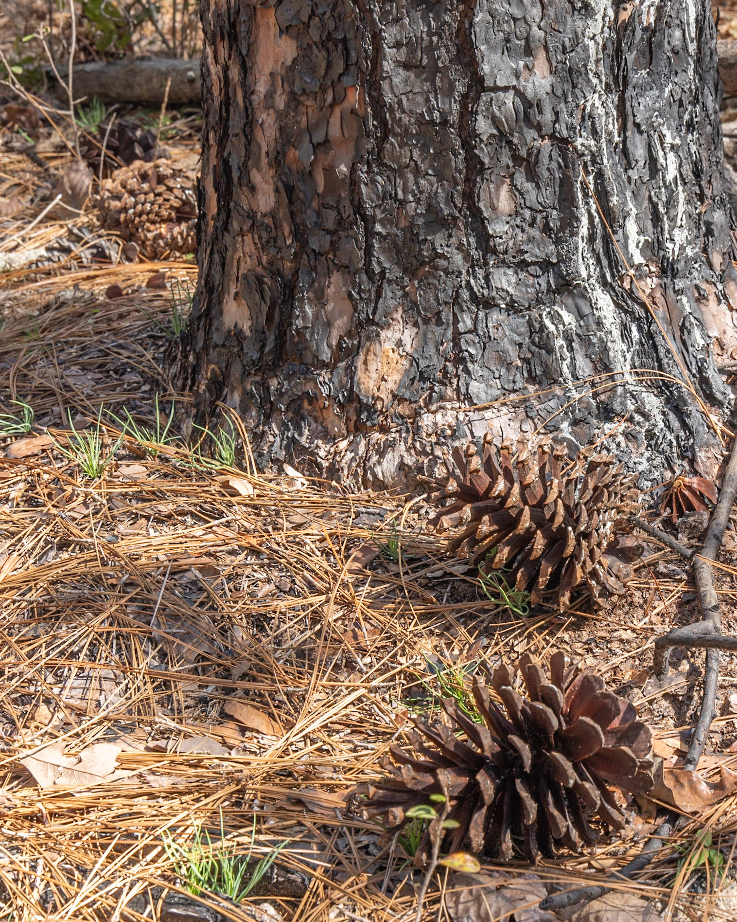 Leon Sinks Geological Area, FL