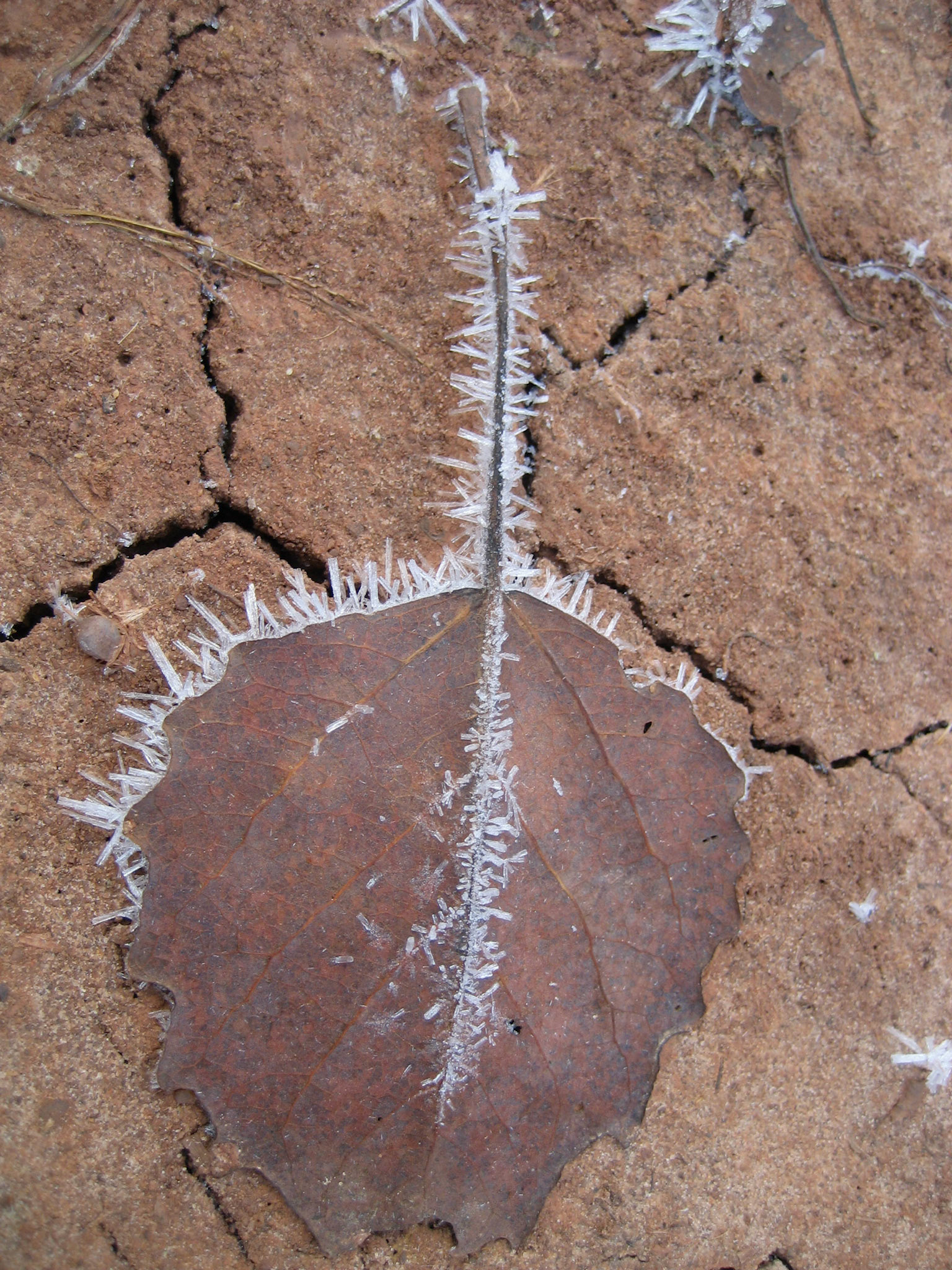 Back 40, Ottawa NF MI