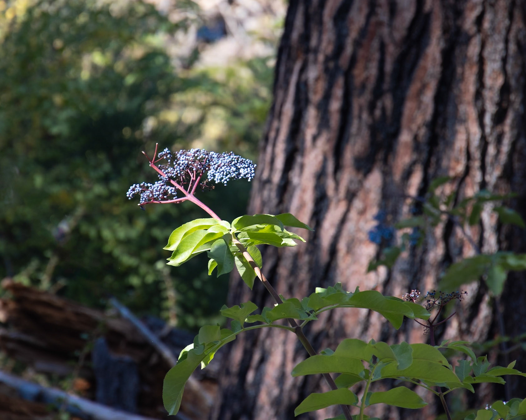 Grant Grove Sequoia NP, CA
