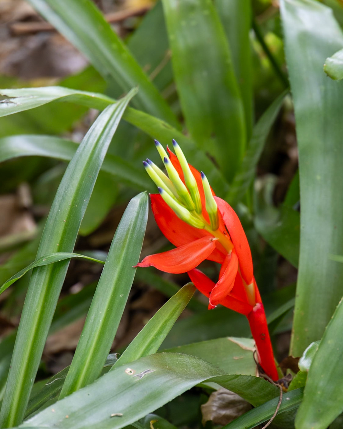 Nehrling Gardens, Gotha FL