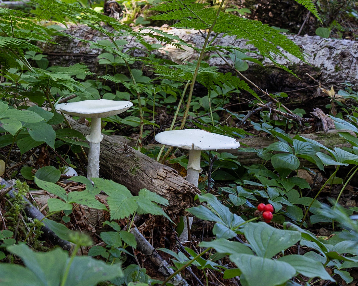 Lomond CG, Gros Morne NP, NL