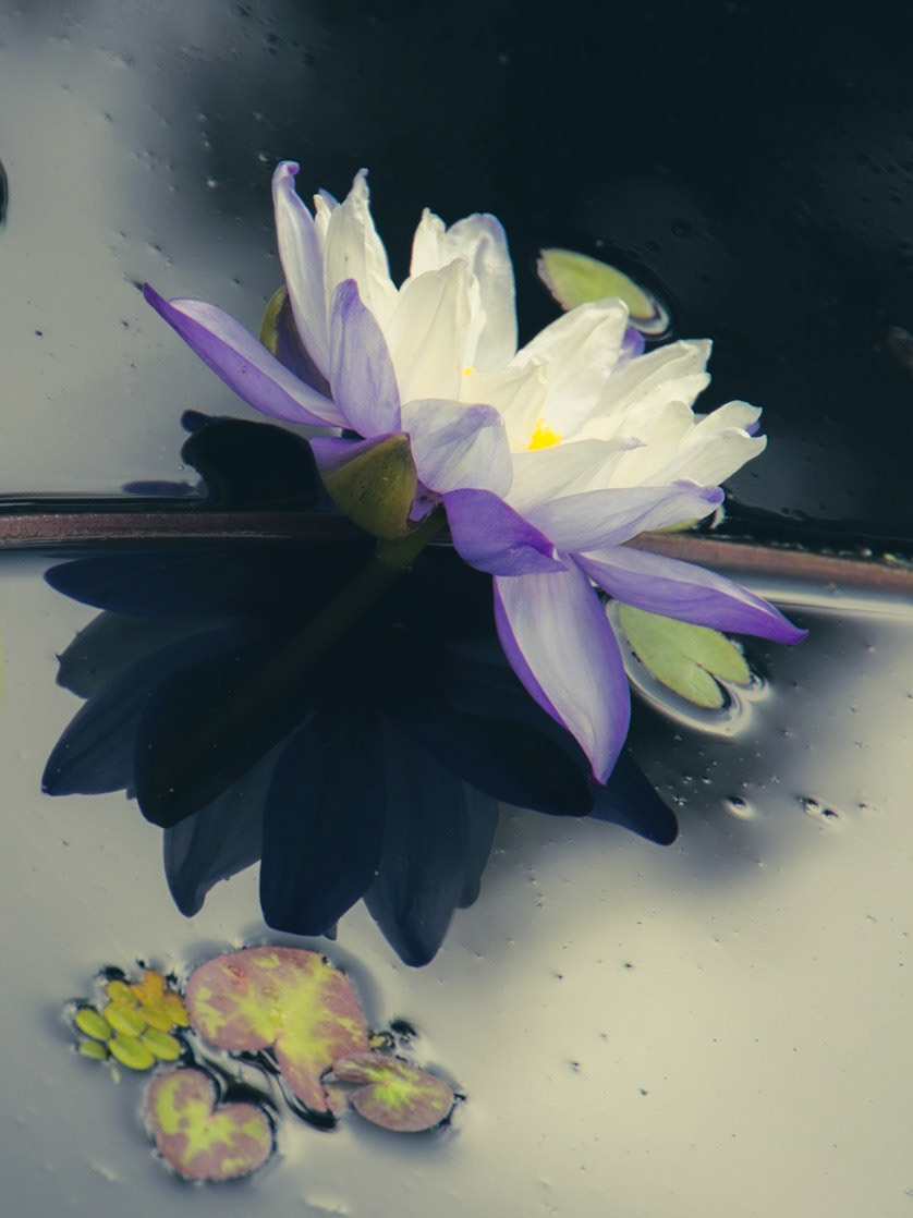 Naples Botanical Garden FL