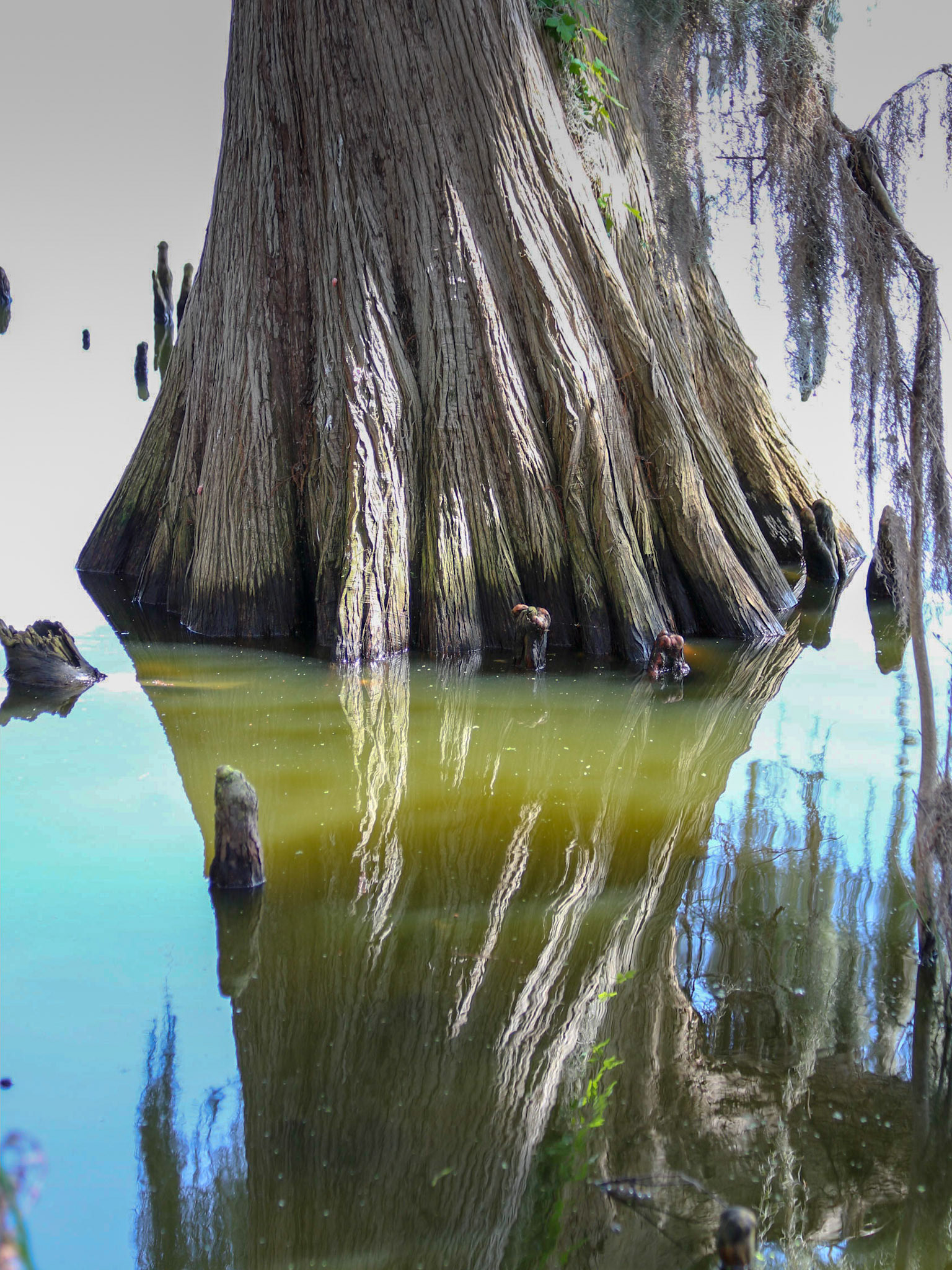 Circle B Bar Reserve, Lakeland FL