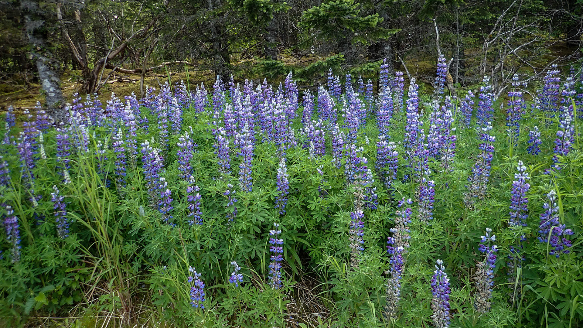 Sheridan Lake Trail AK