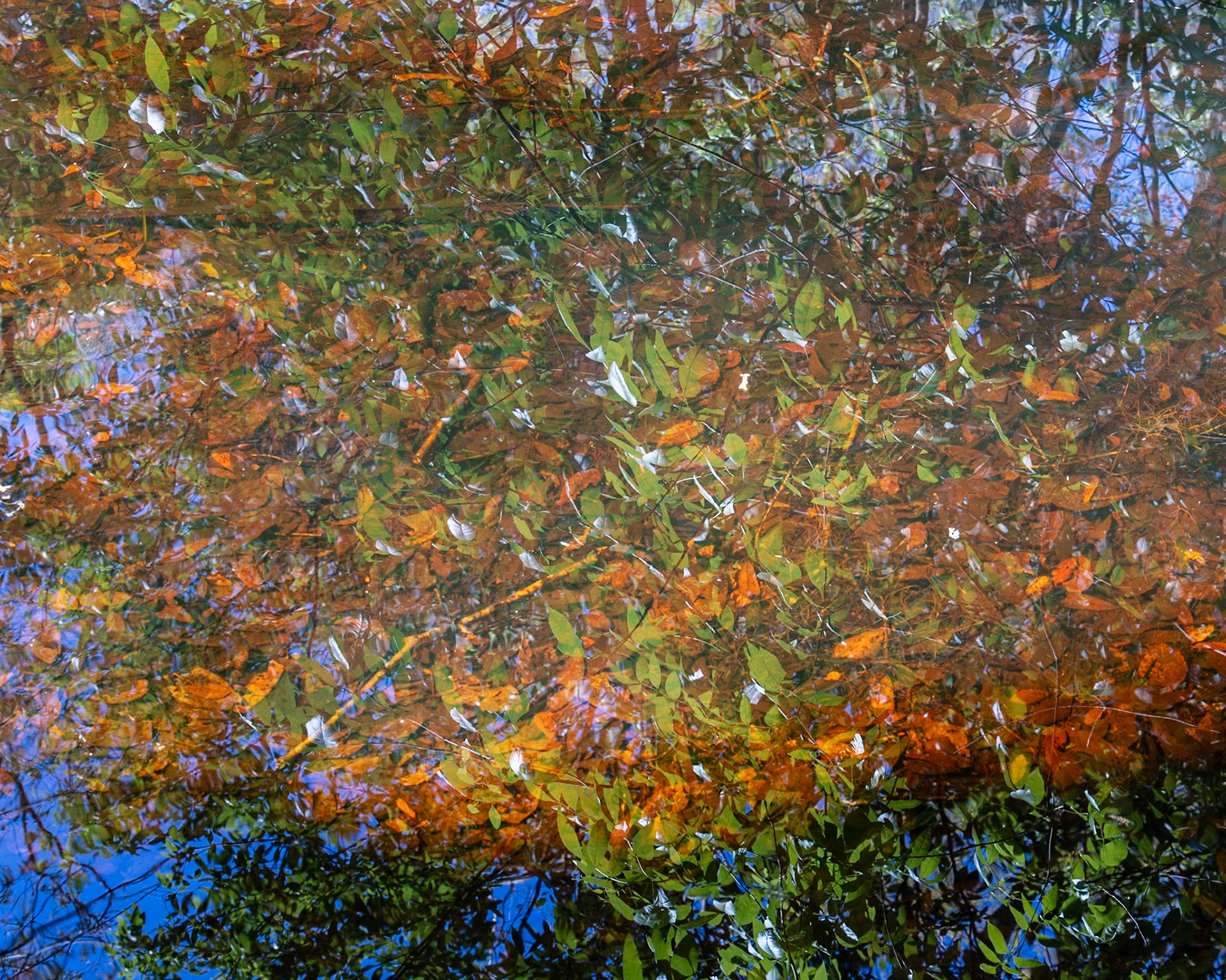 River Rapids Nature Trail, Tampa FL