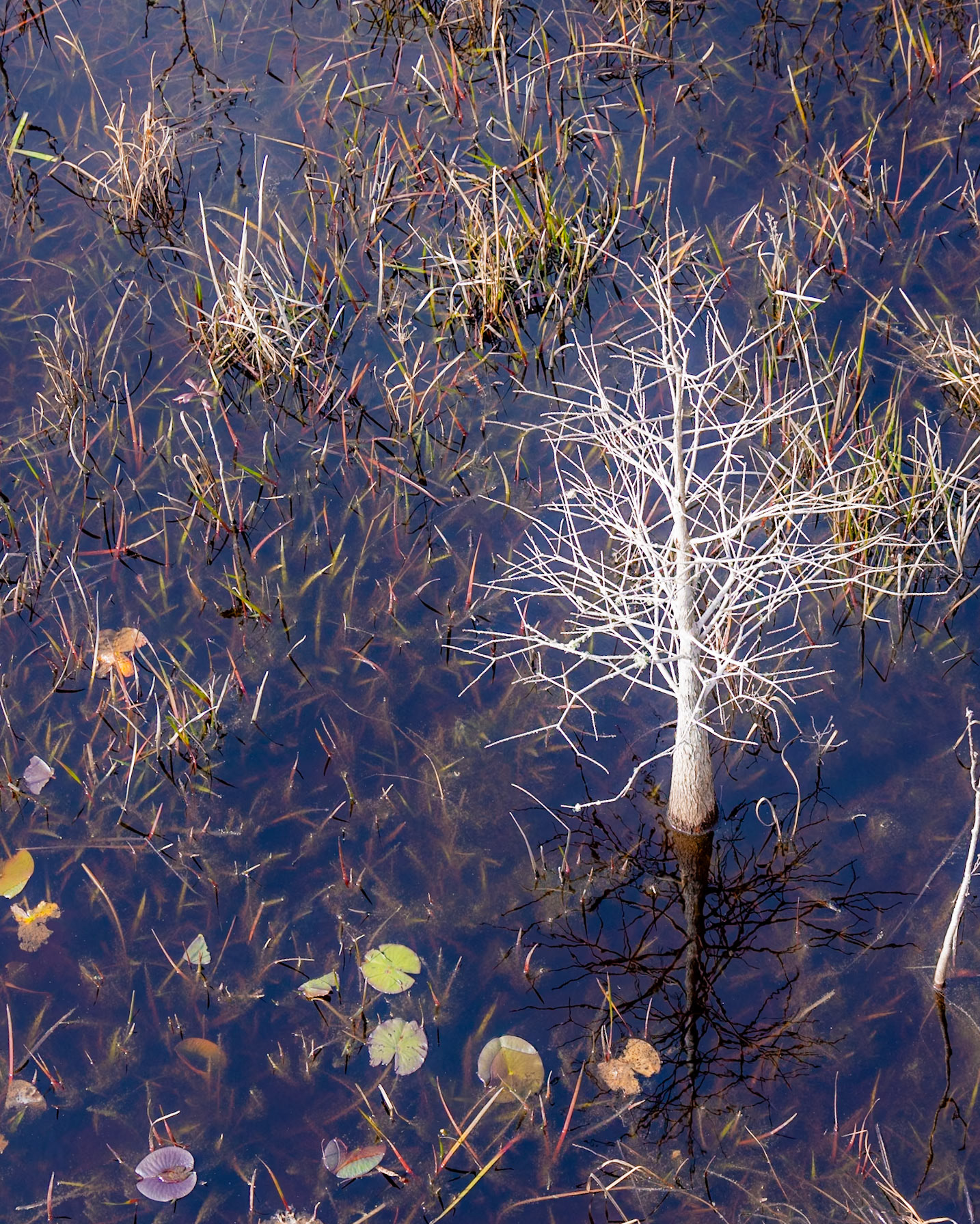 RK Dwarf Cypress Preserve, Tates Hell FL