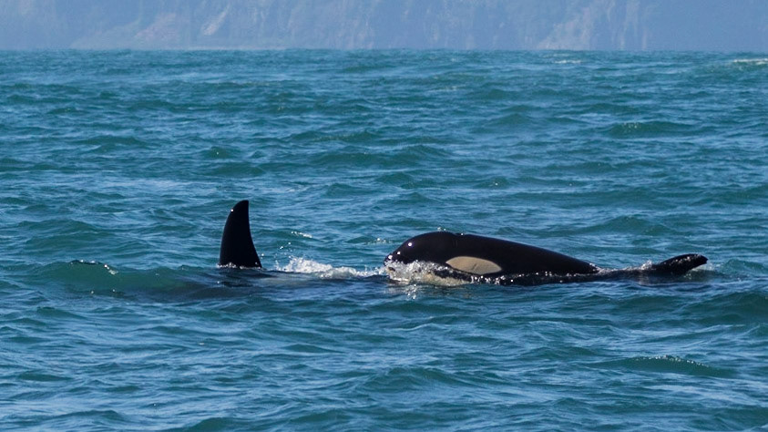 Resurrection Bay, AK