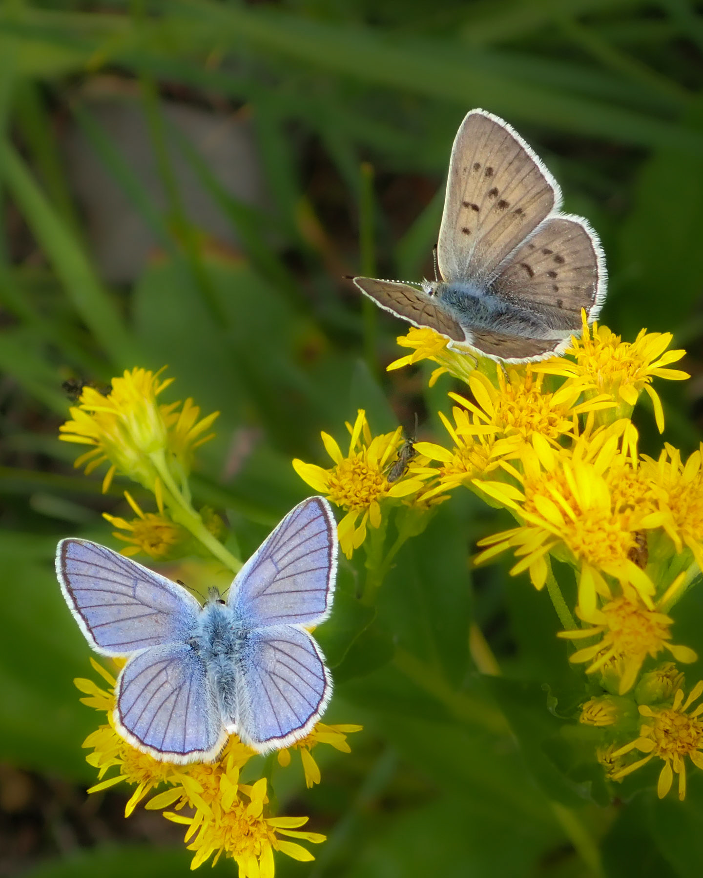 Thorofare Plateau, WY