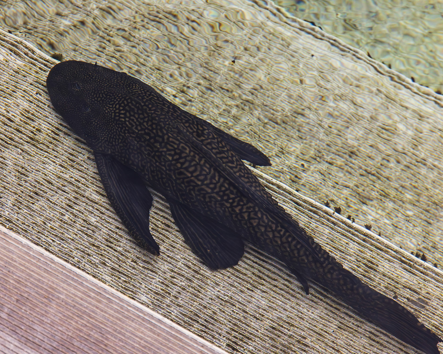 Blue Springs SP, Orange City FL