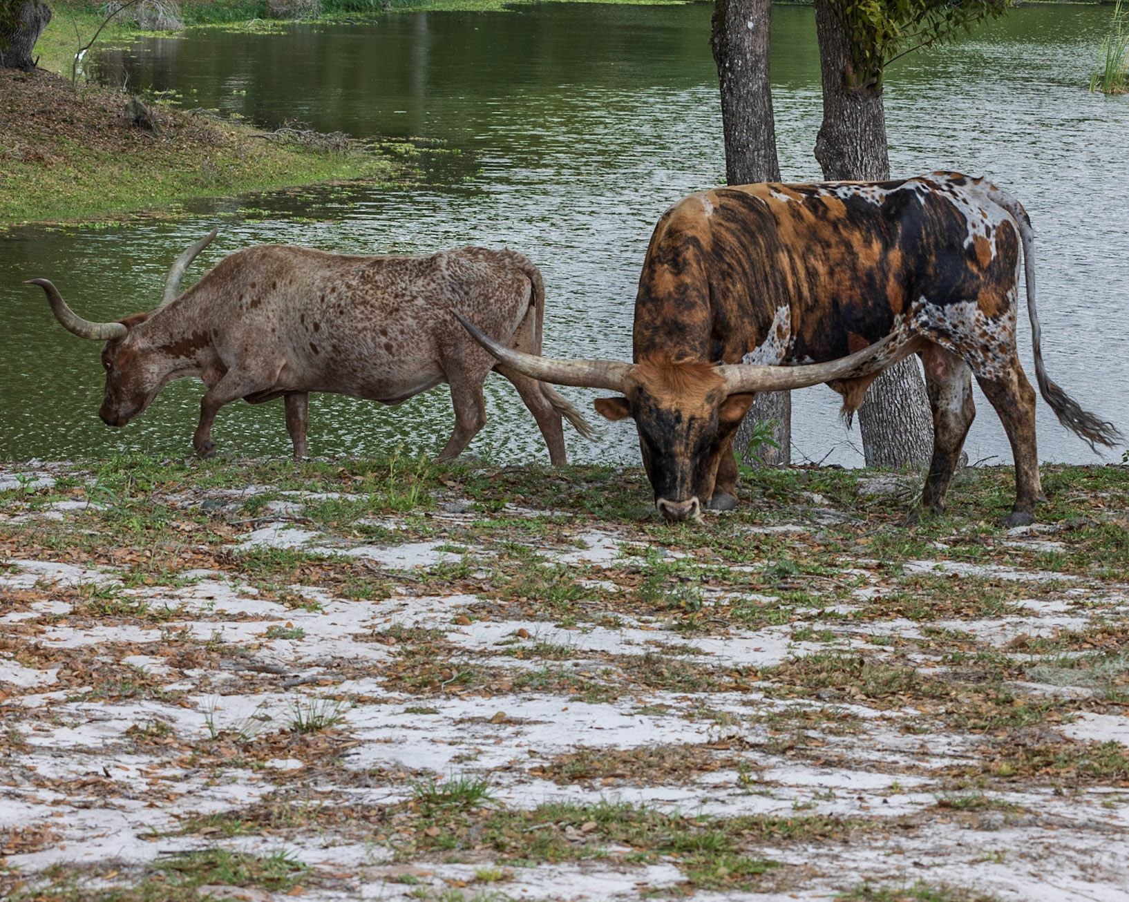 Wilderness Park CG, Fussels Corner, FL