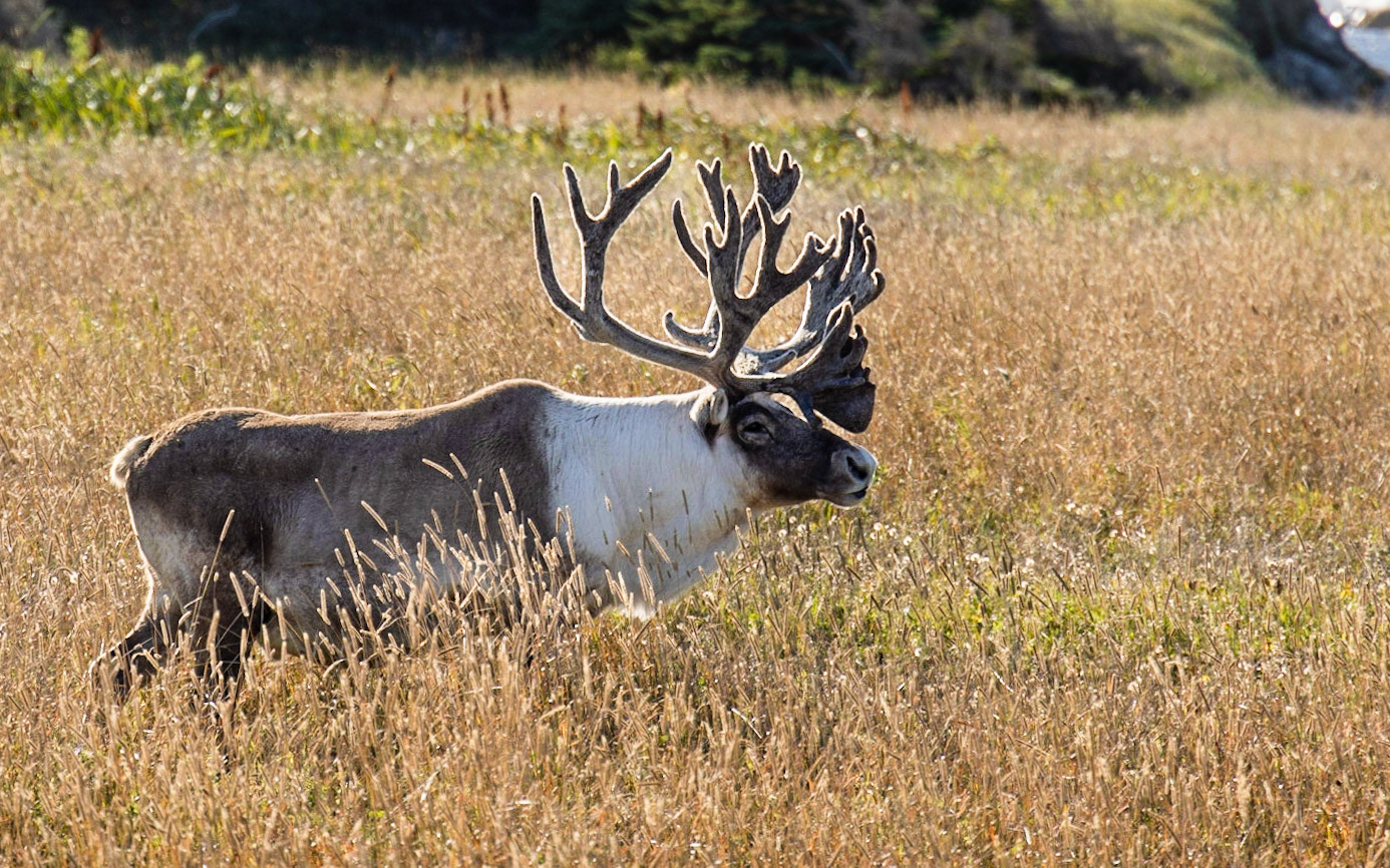 Port au Choix Seashore, NL