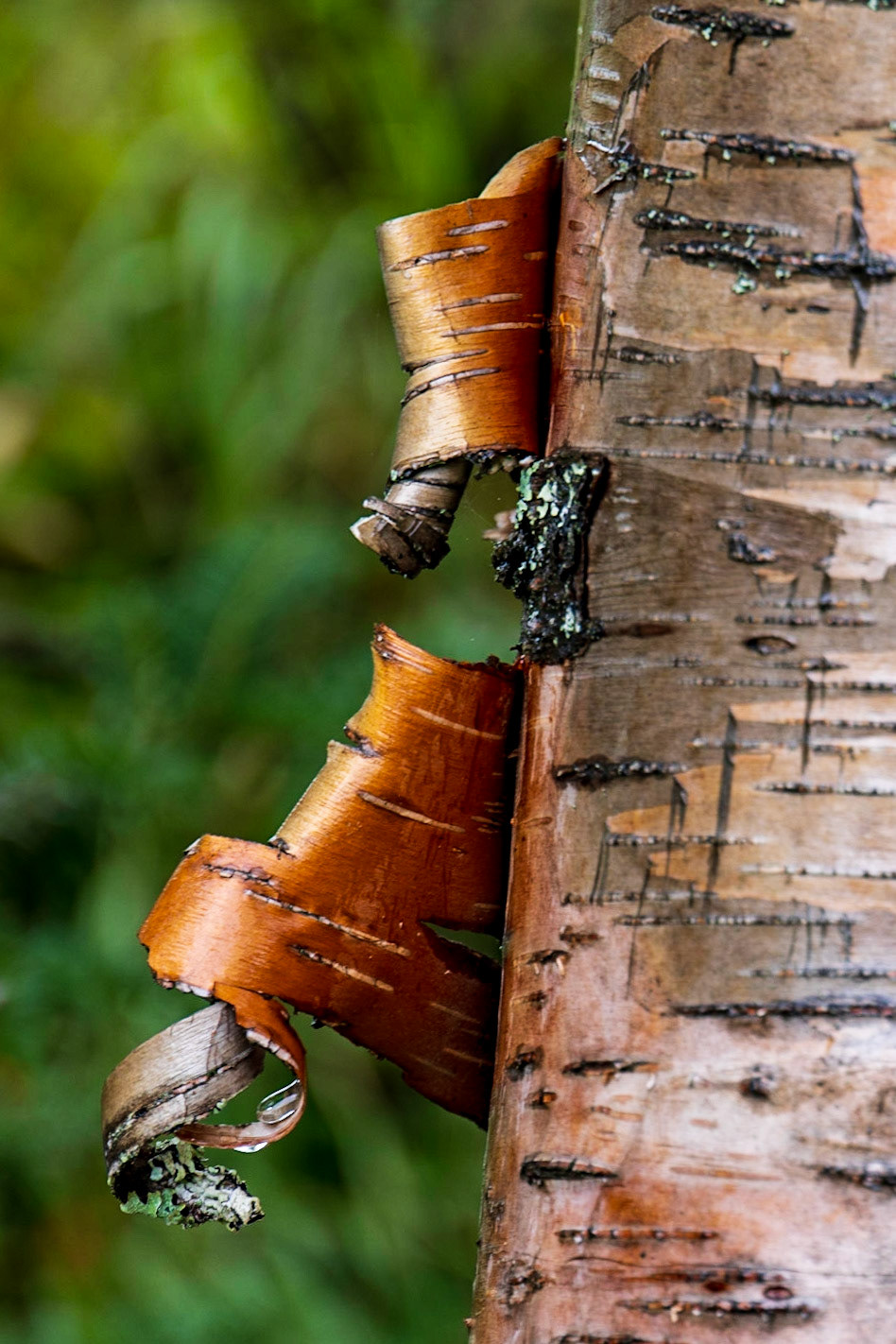 Birch Island Boardwalk, Goose Bay, NL