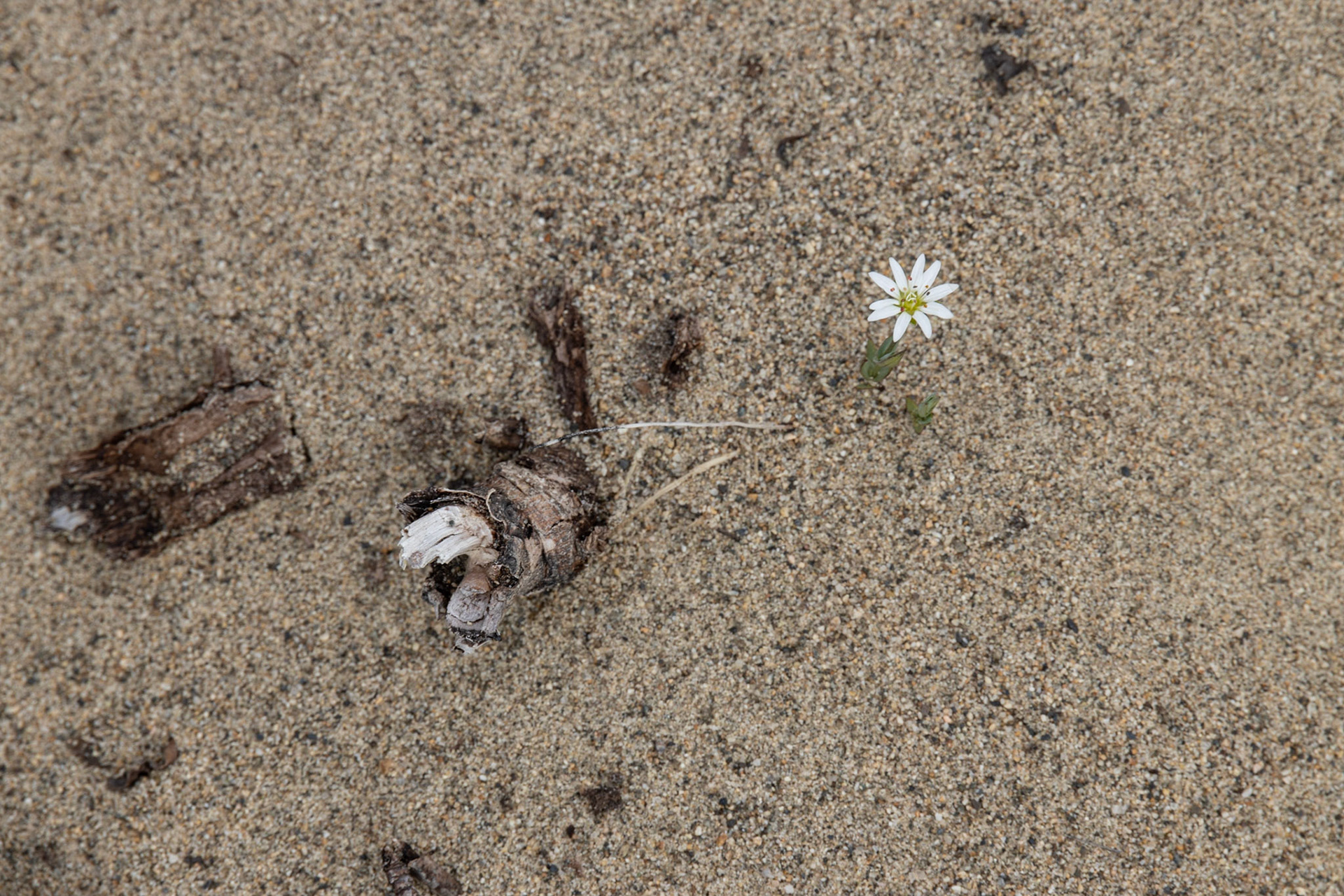 Carcross Desert, Yukon