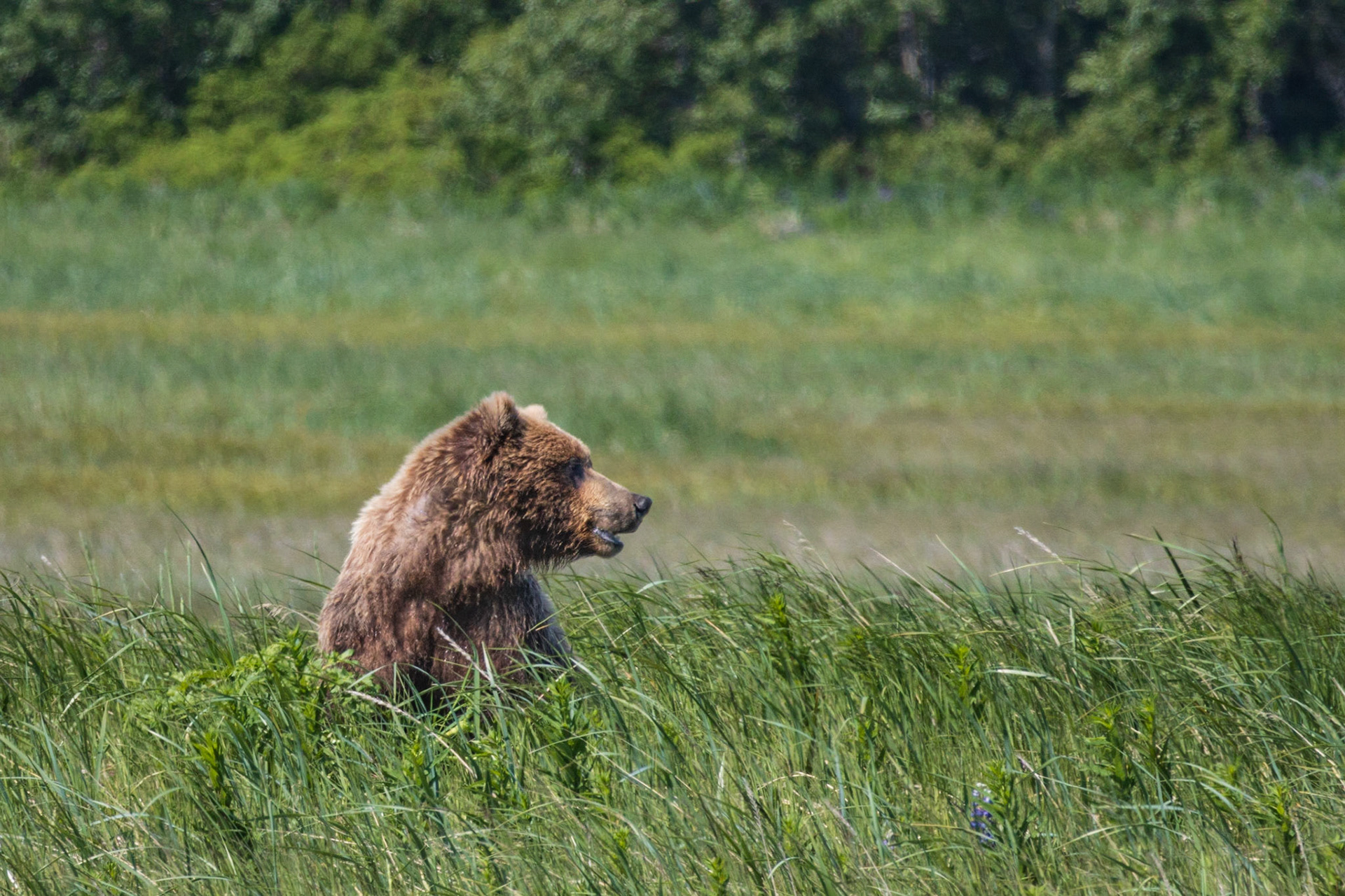Hallo Bay, Katmai NP, AK