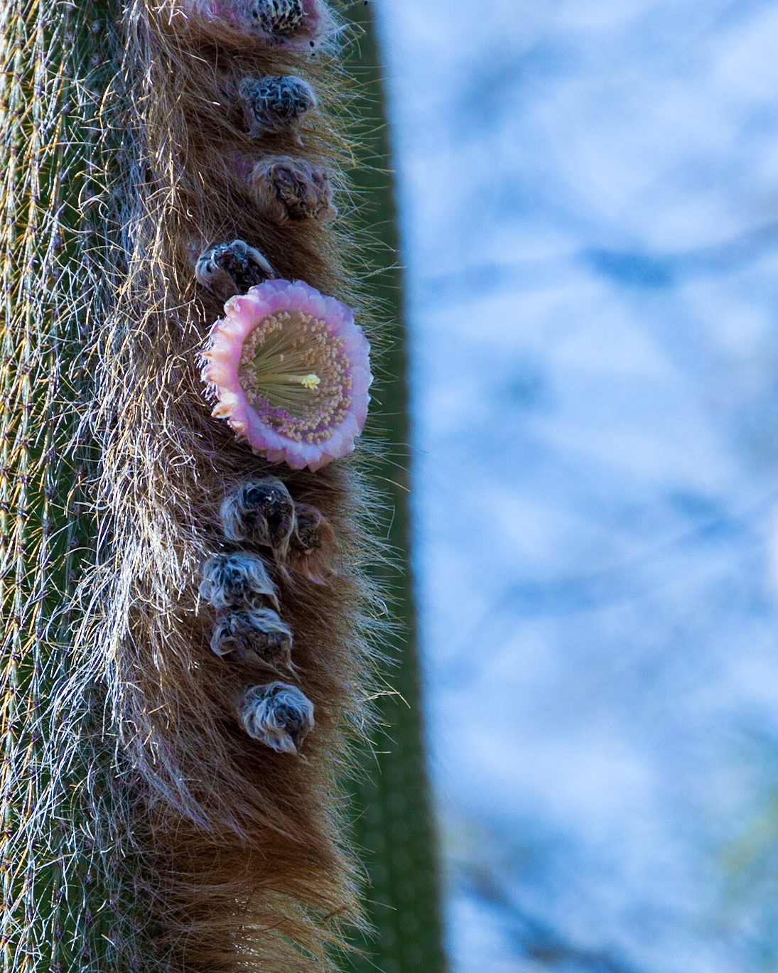 Desert Botanical Garden, Poenix AZ