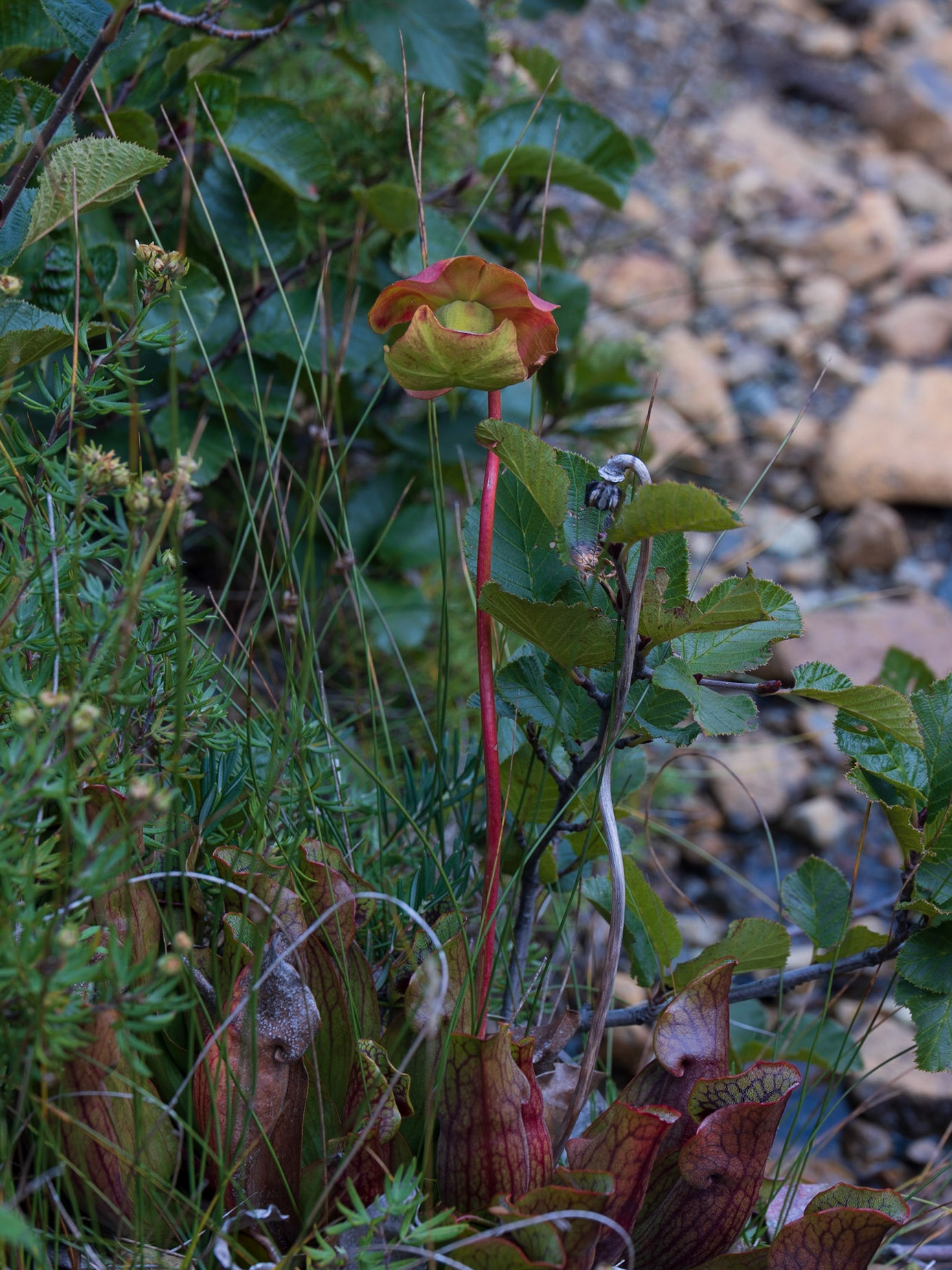 Pitcher Plant, Tablelands, NL